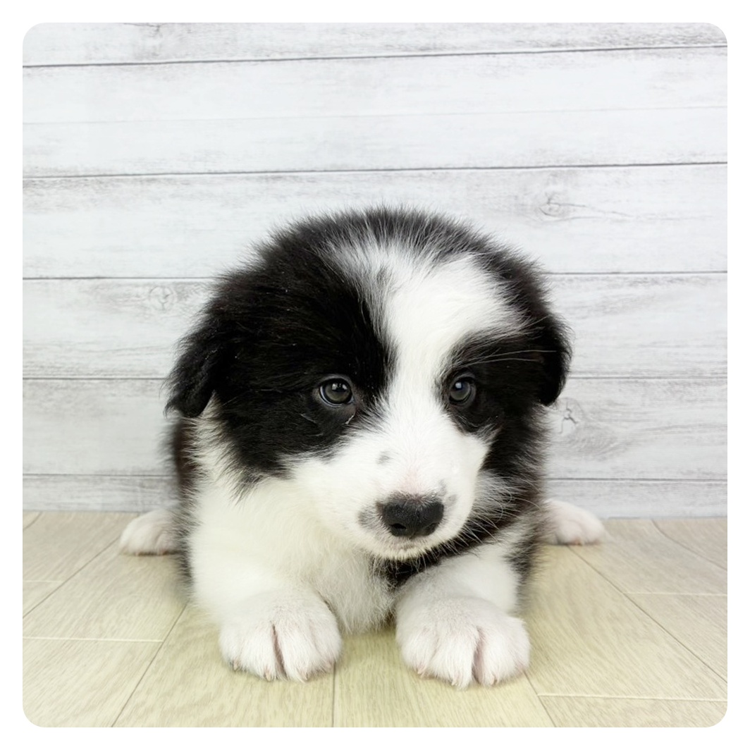 兵庫県のボーダーコリー (犬の家&猫の里ニッケパークタウン加古川店/2025年8月29日生まれ/男の子/ブラックホワイト)の子犬