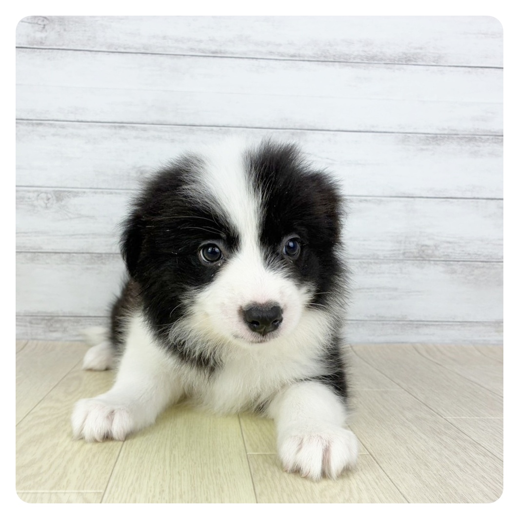 愛知県のボーダーコリー (犬の家＆猫の里春日井本店/2025年8月29日生まれ/女の子/ブラックホワイト)の子犬の2枚目の画像