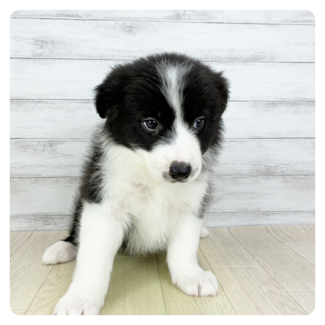 兵庫県のボーダーコリー (犬の家&猫の里尼崎店/2025年8月29日生まれ/女の子/ブラックホワイト)の子犬