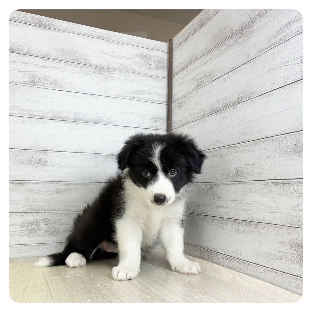 福井県のボーダーコリー (犬の家&猫の里福井店/2025年8月29日生まれ/女の子/ブラックホワイト)の子犬