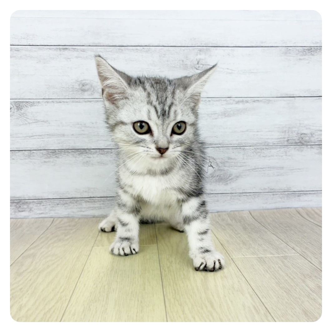 兵庫県のアメリカンショートヘアー (犬の家＆猫の里ニッケパークタウン加古川店/2025年8月28日生まれ/女の子/シルバータビー)の子猫