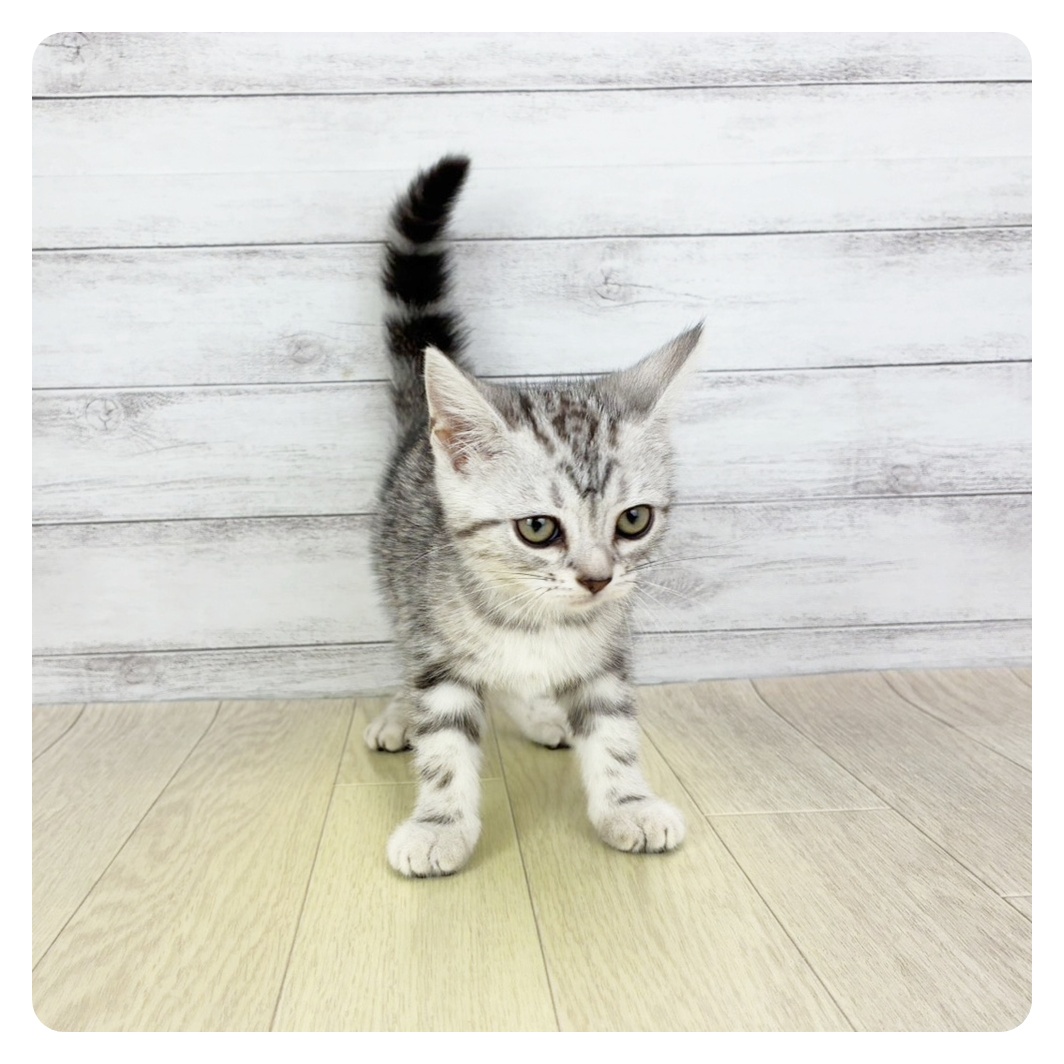愛知県のアメリカンショートヘアー (犬の家＆猫の里春日井本店/2025年8月28日生まれ/女の子/シルバータビー)の子猫の3枚目の画像