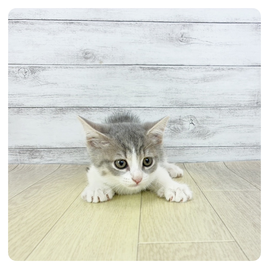 岐阜県のスコティッシュストレート (犬の家&猫の里カラフルタウン岐阜店/2025年8月29日生まれ/男の子/ブルータビーホワイト)の子猫の2枚目の画像