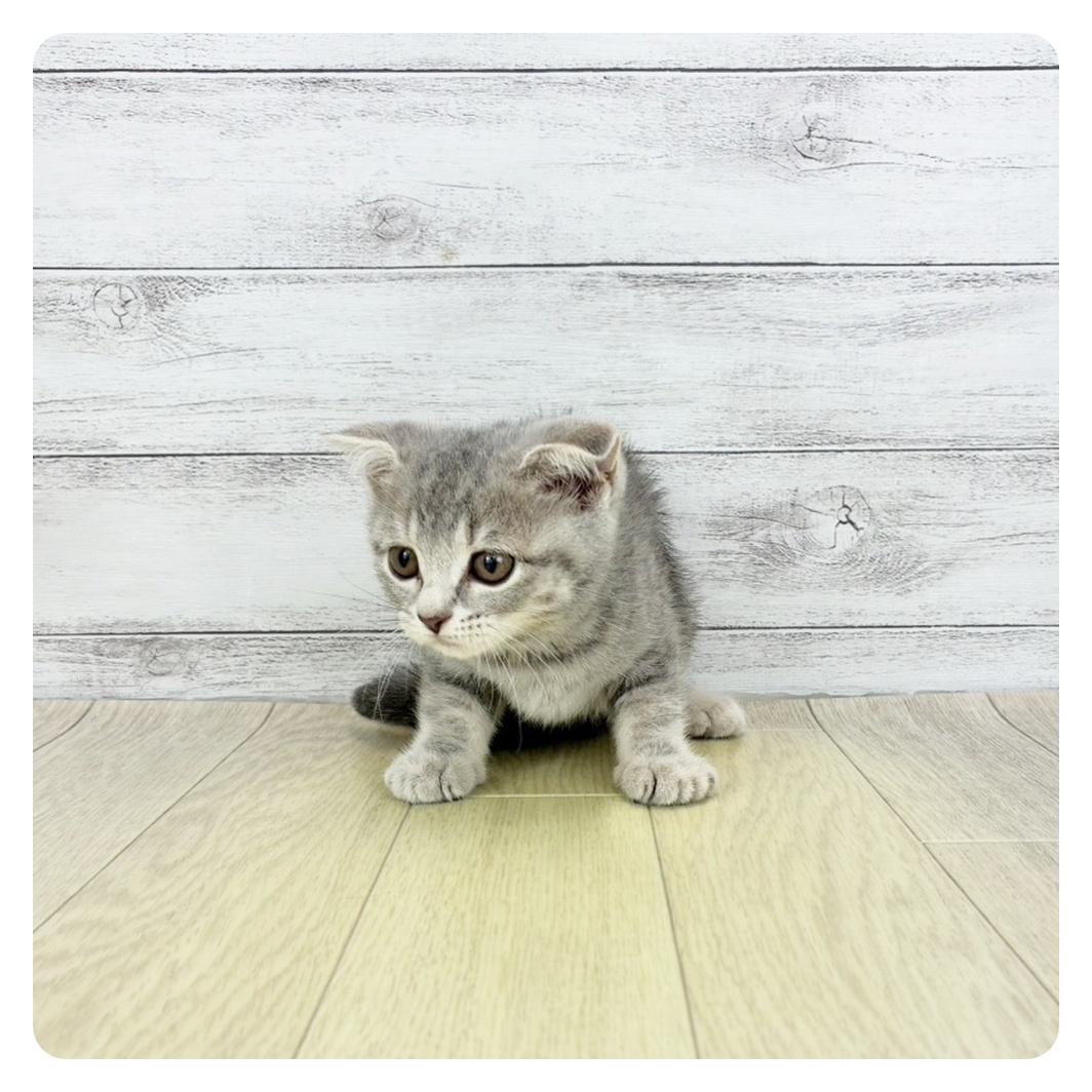 愛知県のスコティッシュフォールド (犬の家&猫の里豊川インター店/2025年8月29日生まれ/女の子/ブルータビー)の子猫
