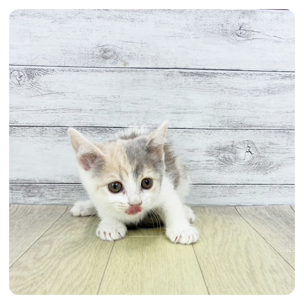 2025年8月29日生まれのスコティッシュストレートの8枚目の写真