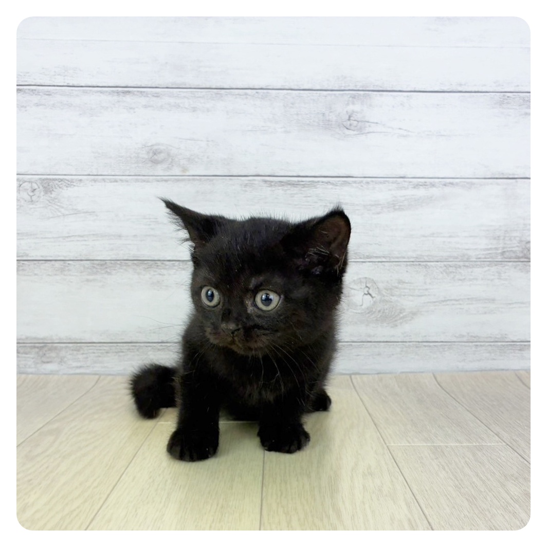 2025年8月29日生まれのブリティッシュショートヘアーの5枚目の写真