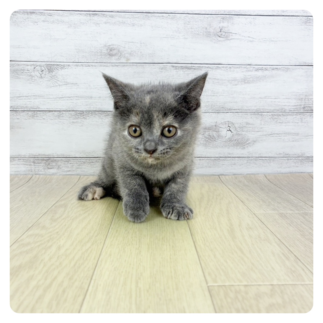 愛知県のブリティッシュショートヘアー (犬の家＆猫の里愛知刈谷店/2025年8月29日生まれ/女の子/ブルークリーム)の子猫の2枚目の画像