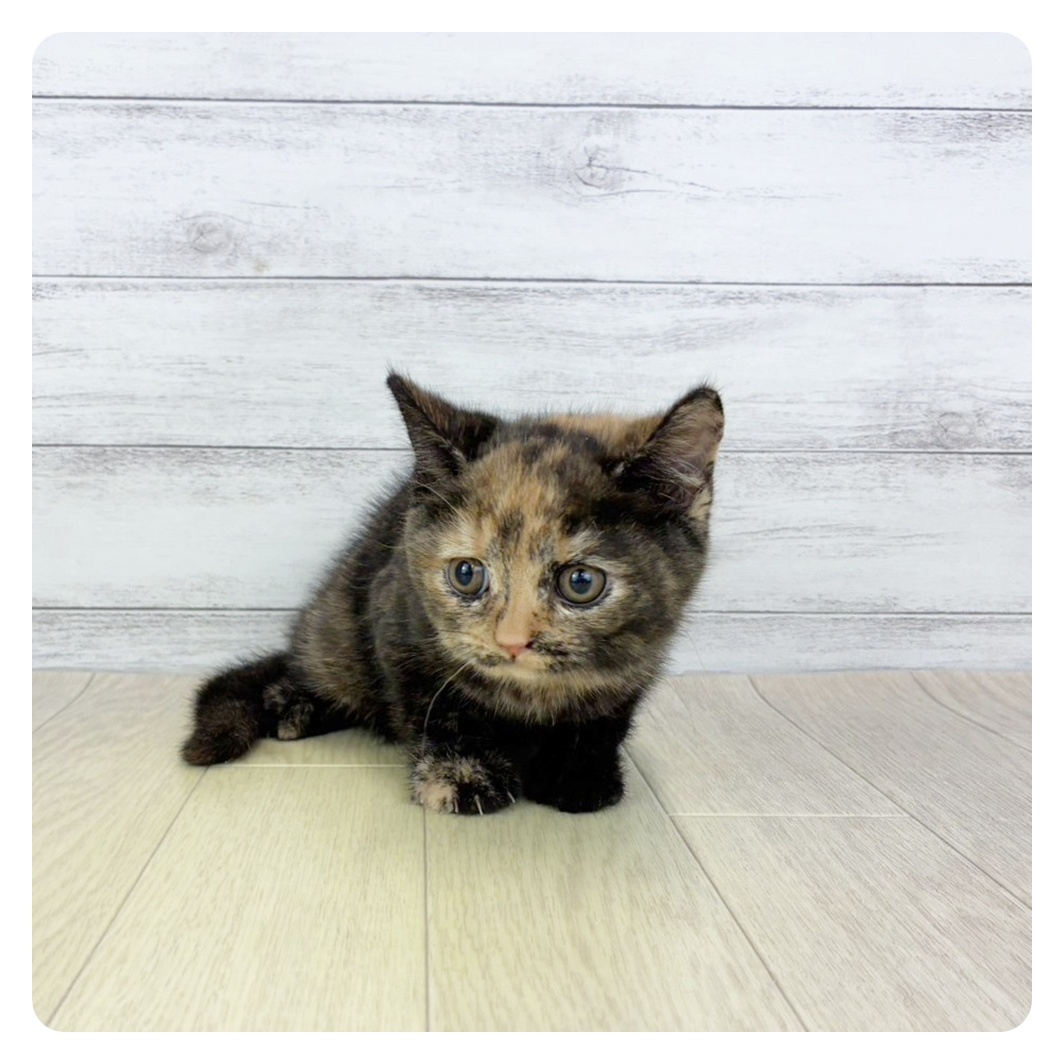 石川県のブリティッシュショートヘアー (犬の家＆猫の里金沢店/2025年8月29日生まれ/女の子/トーティーシェル)の子猫