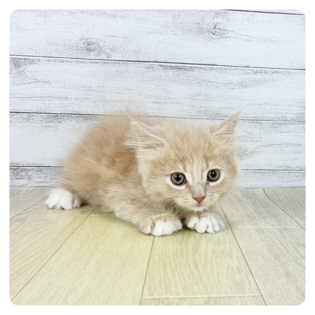 愛知県のサイベリアン (犬の家＆猫の里愛知刈谷店/2025年8月27日生まれ/男の子/クリームタビーホワイト)の子猫の2枚目の画像