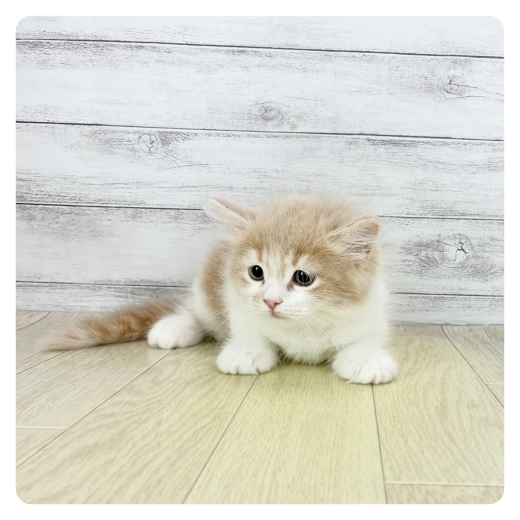 愛知県のサイベリアン (犬の家＆猫の里豊川インター店/2025年8月27日生まれ/男の子/クリームタビーホワイト)の子猫