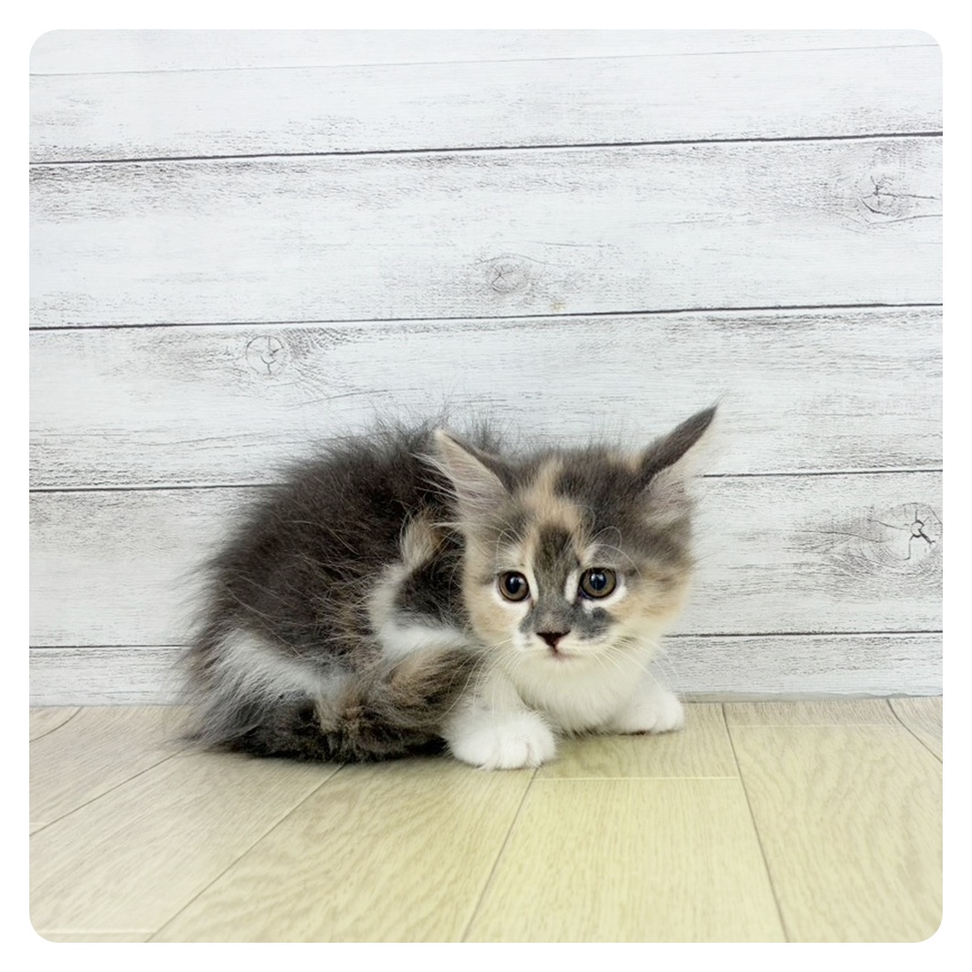 岡山県のサイベリアン (犬の家＆猫の里倉敷店/2025年8月27日生まれ/女の子/ブルーパッチドタビーホワイト)の子猫の1枚目の画像