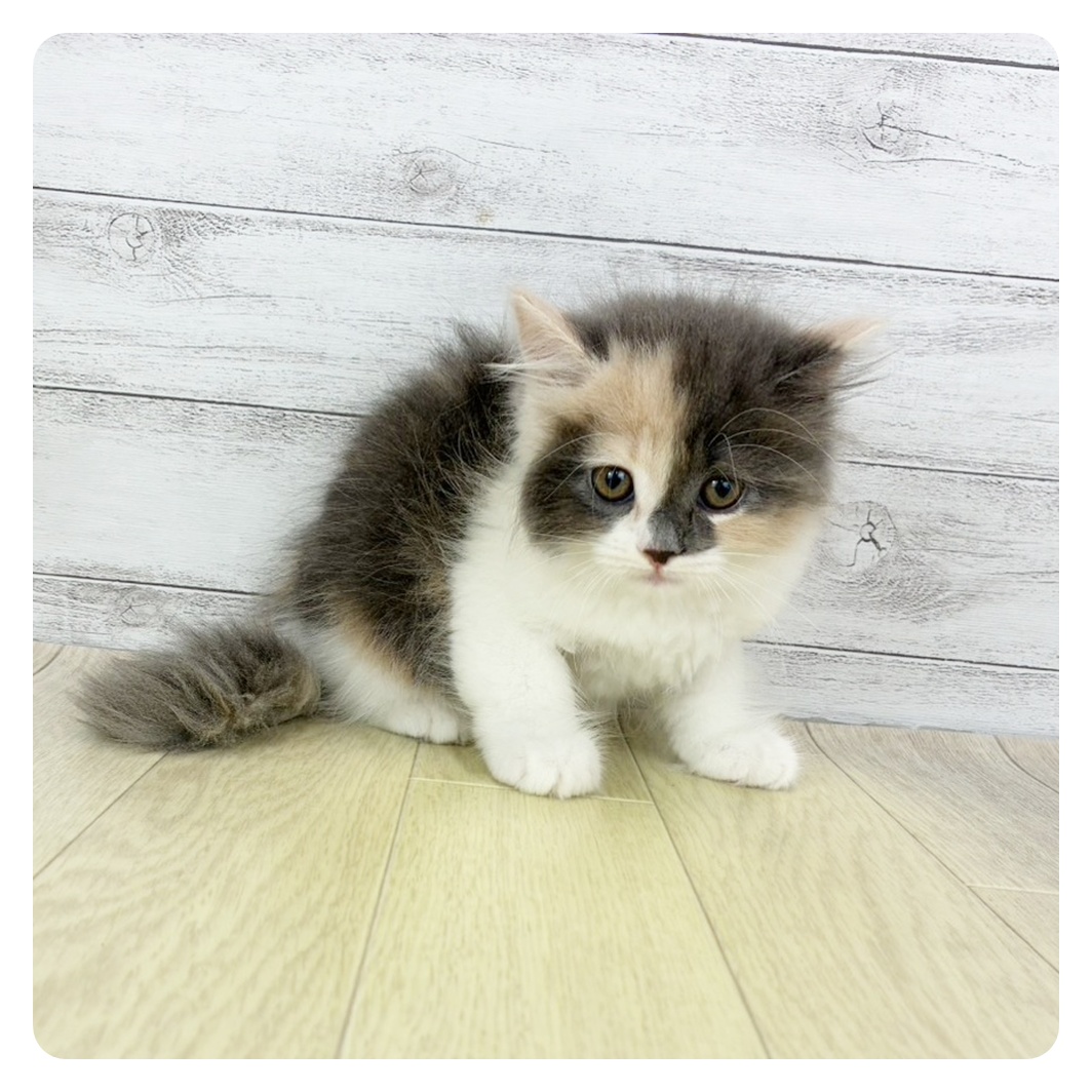 富山県のサイベリアン (犬の家&猫の里アミーゴ山室店/2025年8月27日生まれ/女の子/ブルーパッチドタビーホワイト)の子猫