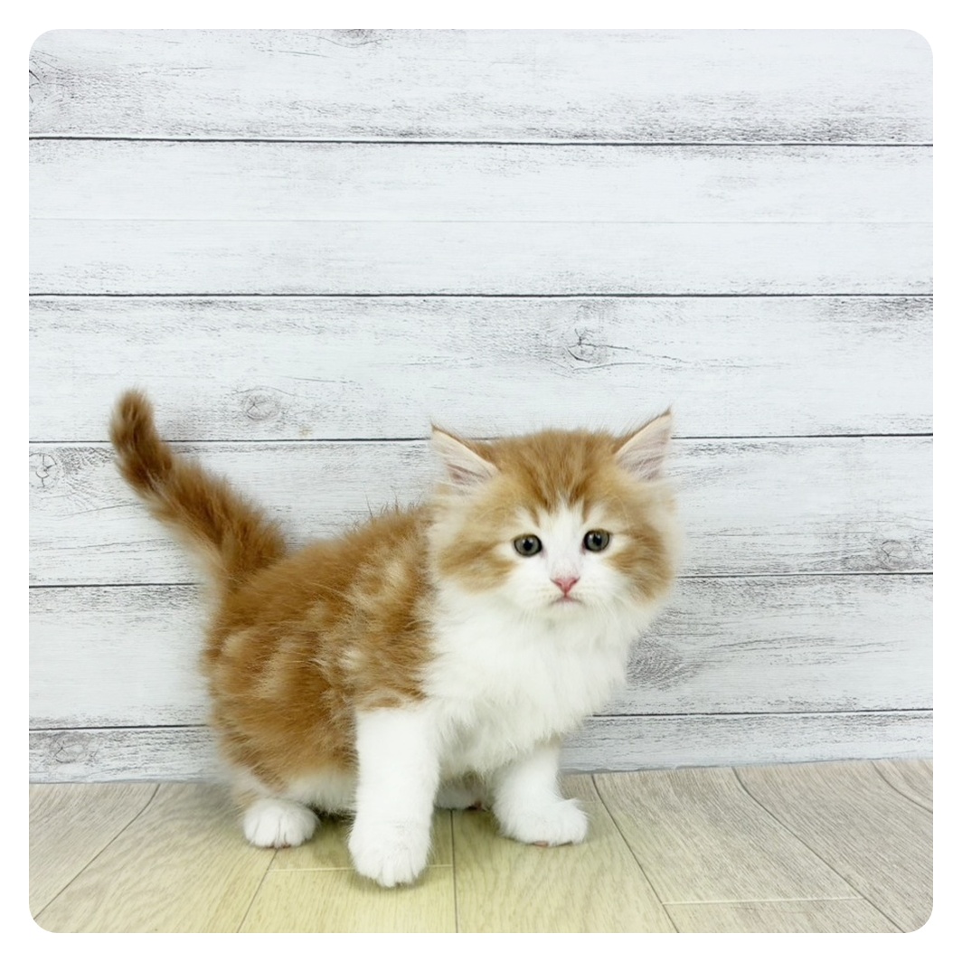 2025年8月28日生まれのサイベリアンの4枚目の写真