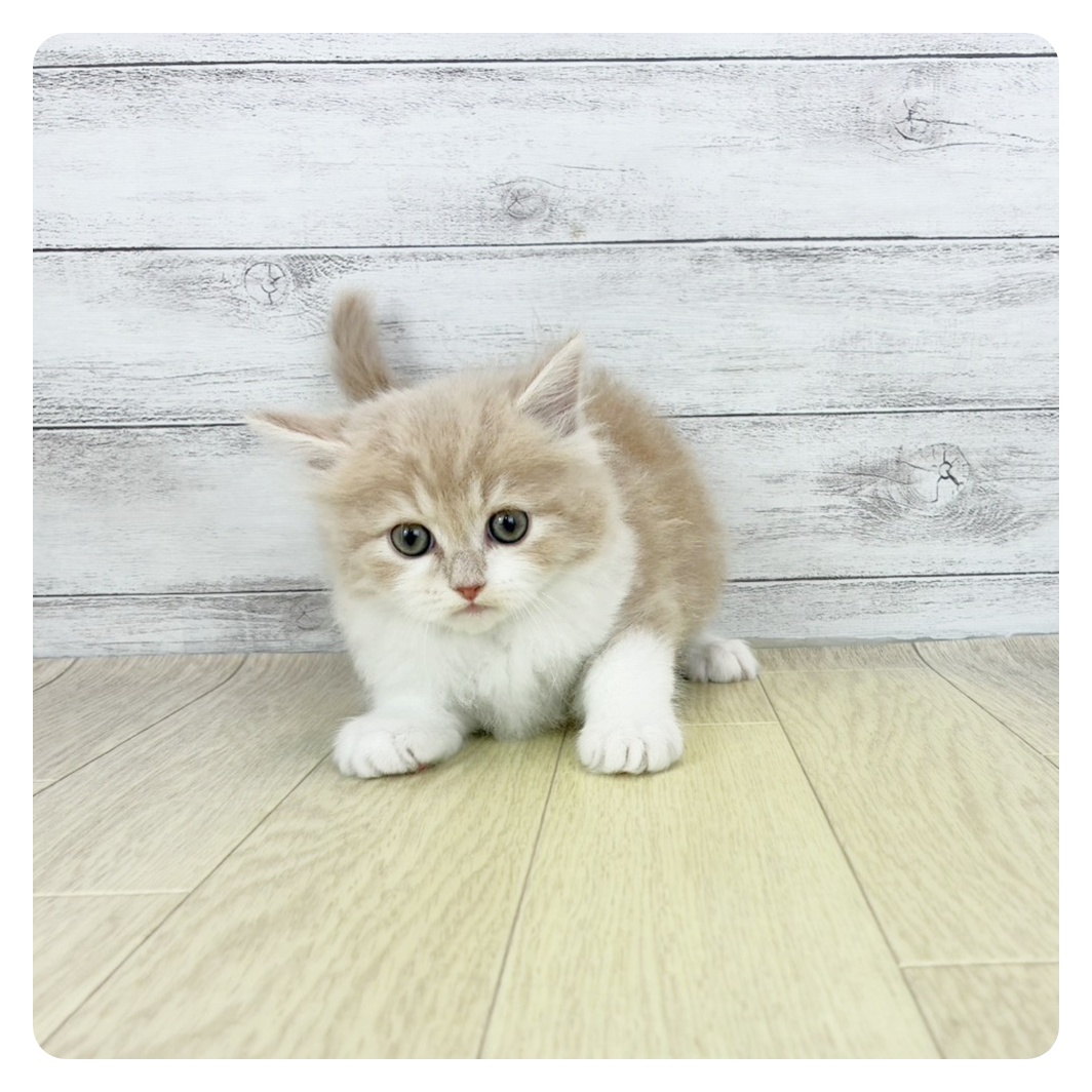 福岡県のサイベリアン (犬の家＆猫の里トリアス久山店/2025年8月28日生まれ/男の子/クリームタビーホワイト)の子猫