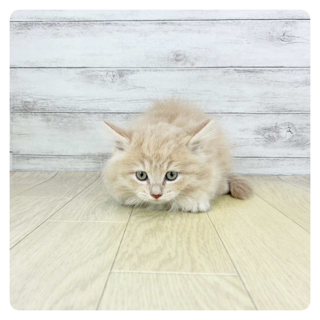 福岡県のマンチカン (犬の家&猫の里シュロアモール筑紫野店/2025年8月28日生まれ/女の子/クリームタビーホワイト)の子猫