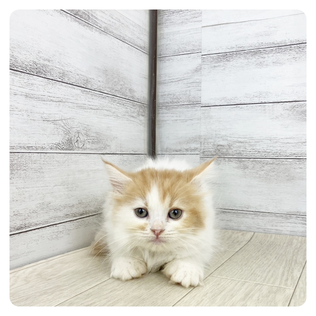 京都府のスコティッシュフォールド (犬の家＆猫の里京都精華店/2025年8月28日生まれ/女の子/レッドタビーホワイト)の子猫の2枚目の画像