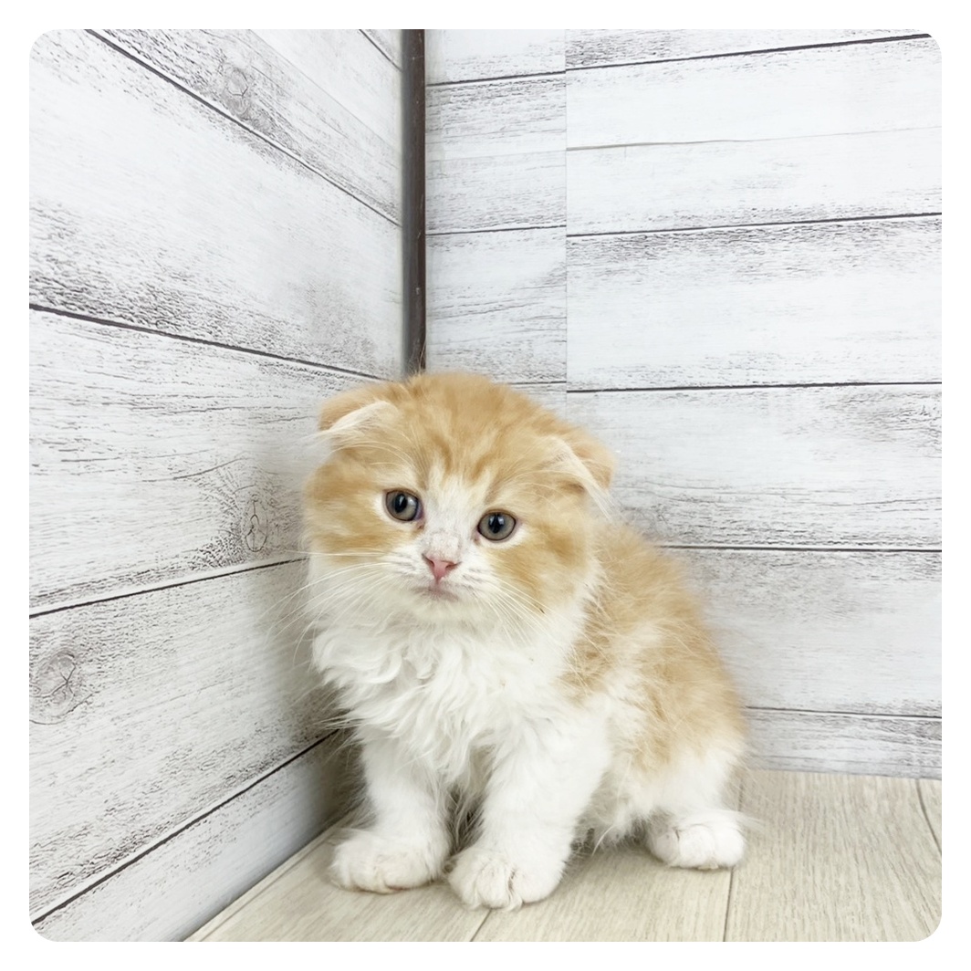 愛知県のスコティッシュフォールド (犬の家＆猫の里MiO香久山店/2025年8月28日生まれ/男の子/レッドタビーホワイト)の子猫の2枚目の画像