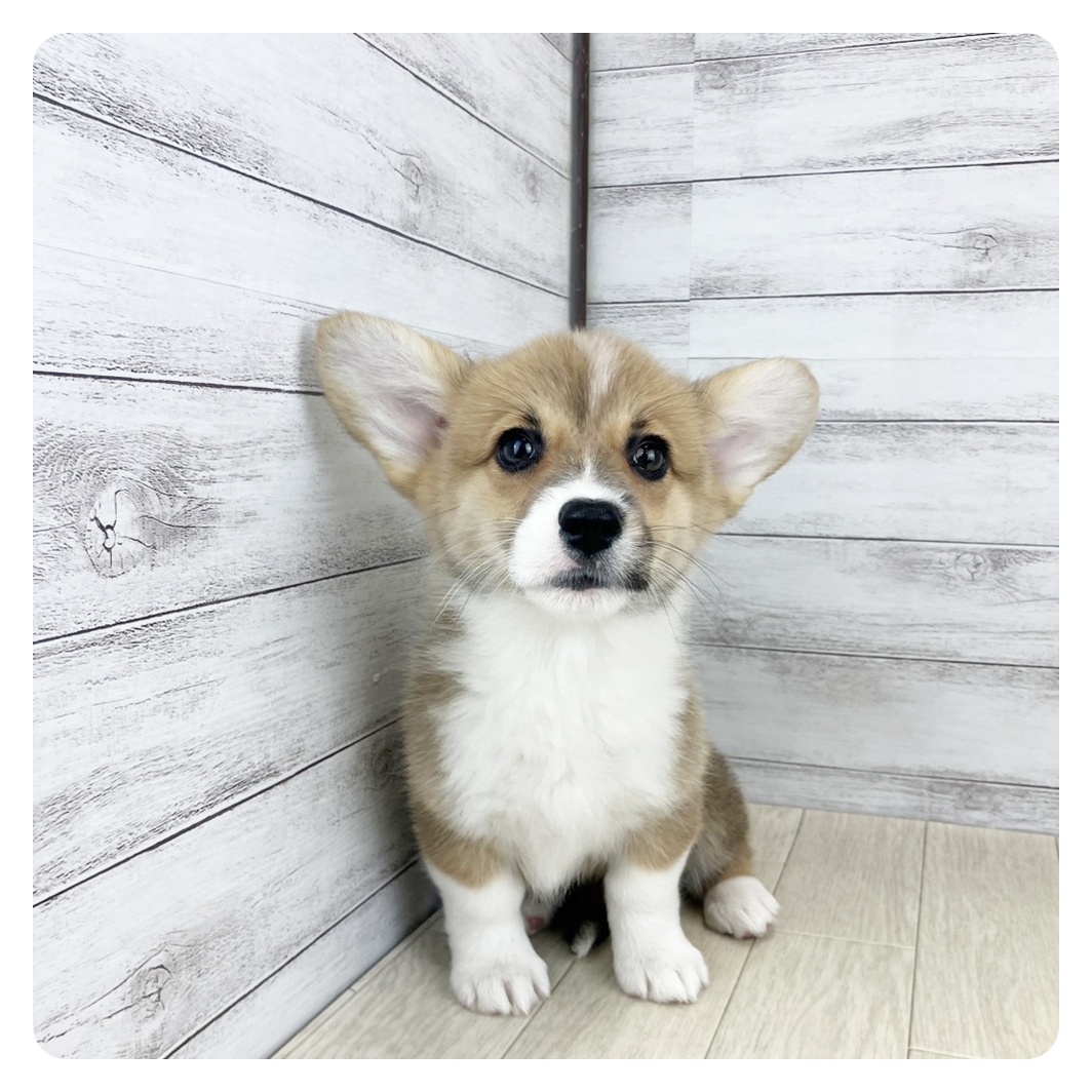 福岡県のウェルシュコーギーペンブローク (犬の家＆猫の里トリアス久山店/2025年8月26日生まれ/女の子/レッドホワイト)の子犬