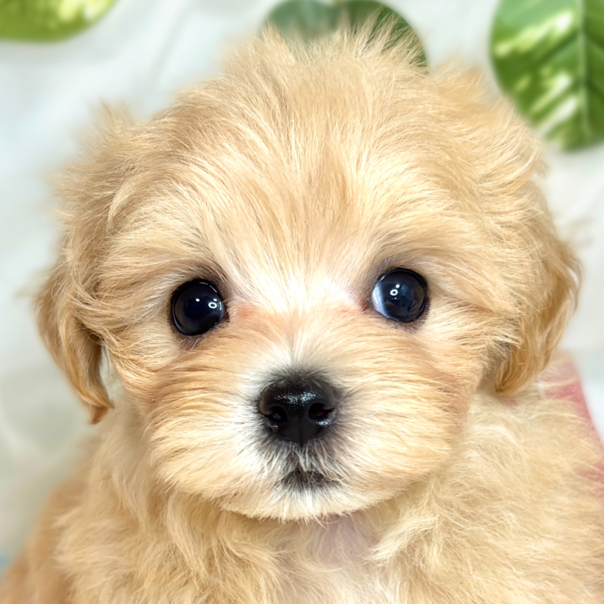 愛知県のマルプー(マルチーズ×プードル) (犬の家＆猫の里春日井本店/2025年8月29日生まれ/女の子/アプリコット)の子犬