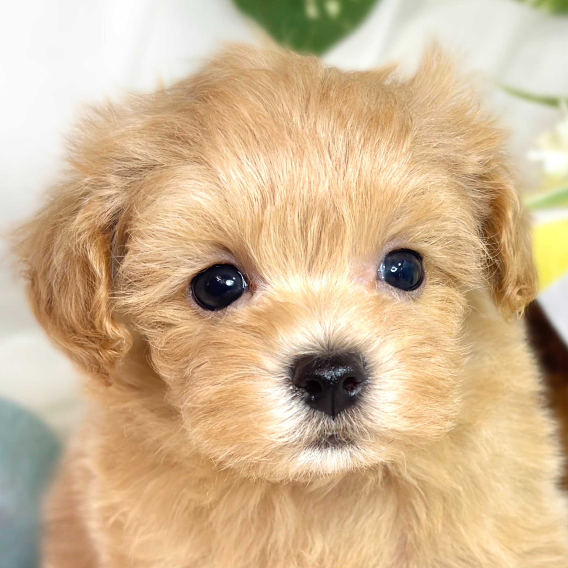 ハーフ犬男の子の写真