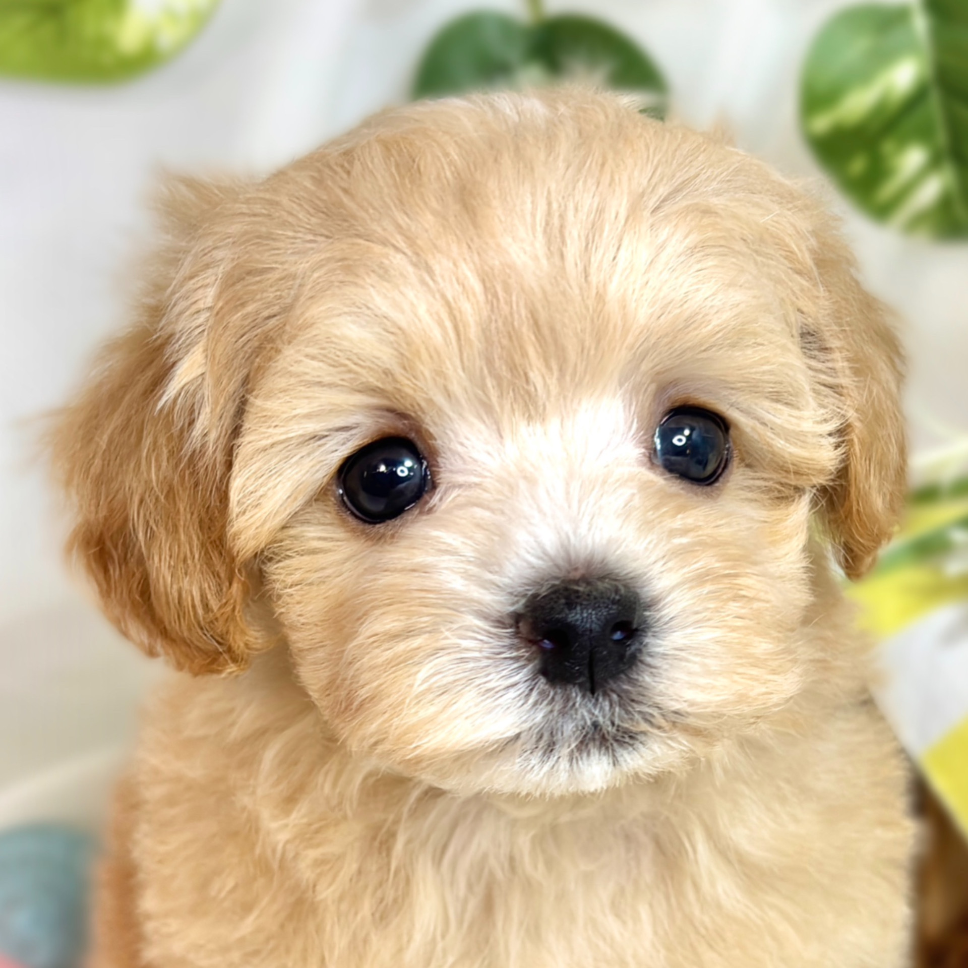 愛知県のマルプー(マルチーズ×プードル) (犬の家＆猫の里春日井本店/2025年8月31日生まれ/男の子/アプリコットホワイト)の子犬