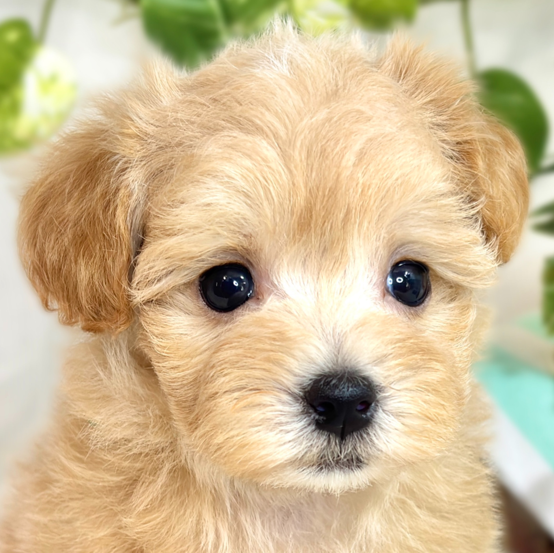 愛知県のマルプー(マルチーズ×プードル) (犬の家＆猫の里春日井本店/2025年8月31日生まれ/女の子/アプリコットホワイト)の子犬