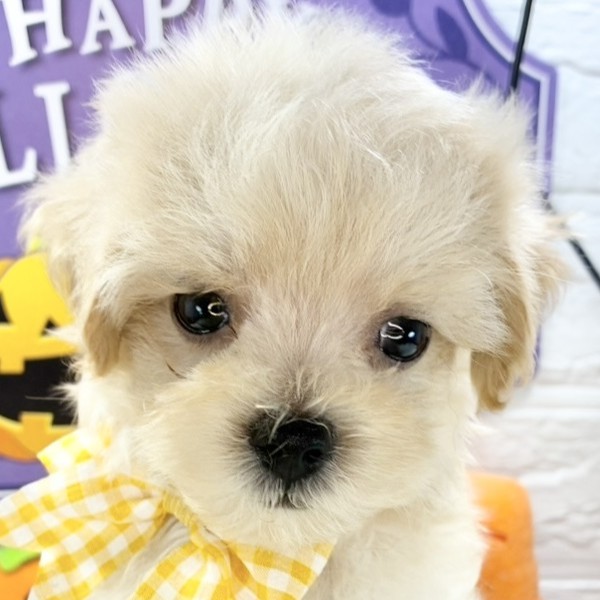 愛知県のマルプー(マルチーズ×プードル) (犬の家＆猫の里春日井本店/2025年8月28日生まれ/男の子/クリーム)の子犬