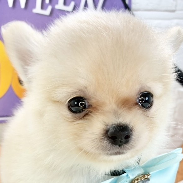 愛知県のポメチワ/チワポメ/ポメチー(ポメラニアン×チワワ) (犬の家＆猫の里豊川インター店/2025年8月29日生まれ/女の子/クリームホワイト)の子犬
