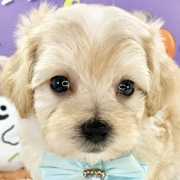 兵庫県のマルプー(マルチーズ×プードル) (犬の家＆猫の里尼崎店/2025年8月30日生まれ/男の子/アプリコット)の子犬