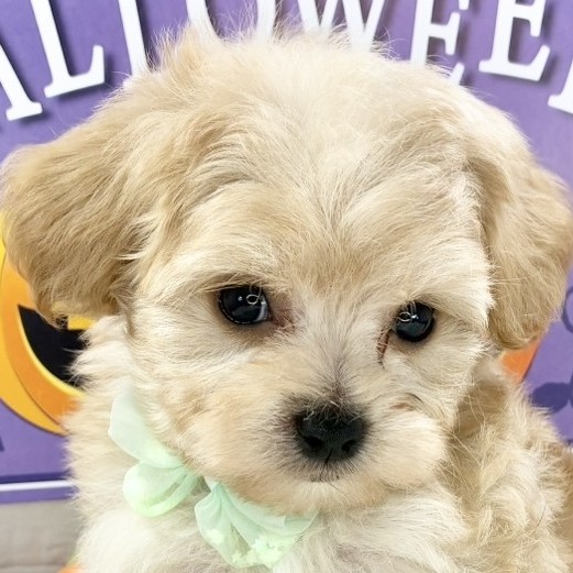 岡山県のマルプー(マルチーズ×プードル) (犬の家＆猫の里倉敷店/2025年8月30日生まれ/男の子/アプリコット)の子犬