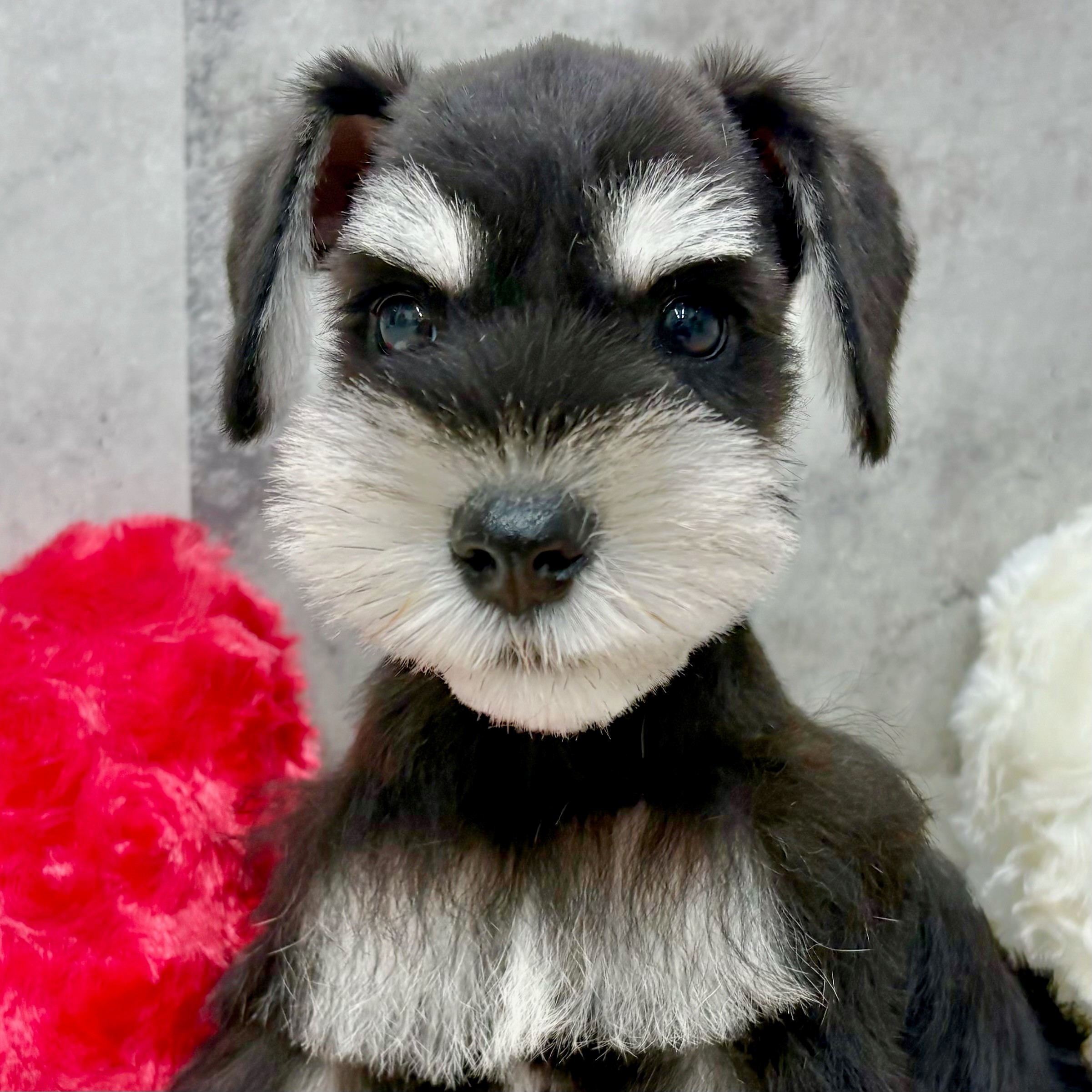 富山県のミニチュアシュナウザー (犬の家＆猫の里アミーゴ高岡蓮花寺店/2025年8月30日生まれ/男の子/ブラックシルバー)の子犬の1枚目の画像