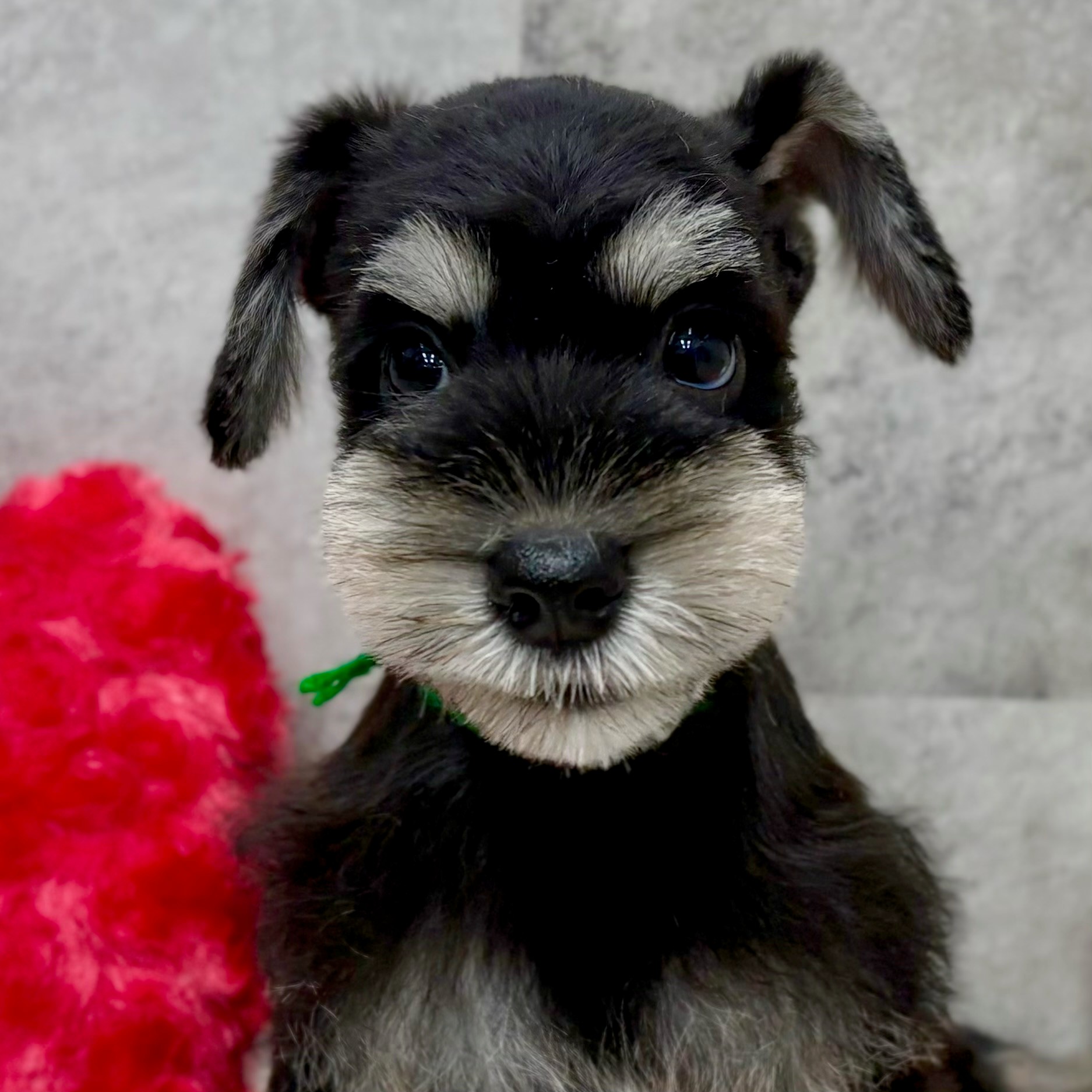 愛知県のミニチュアシュナウザー (犬の家&猫の里名古屋天白店/2025年8月30日生まれ/女の子/ブラックシルバー)の子犬の1枚目の画像