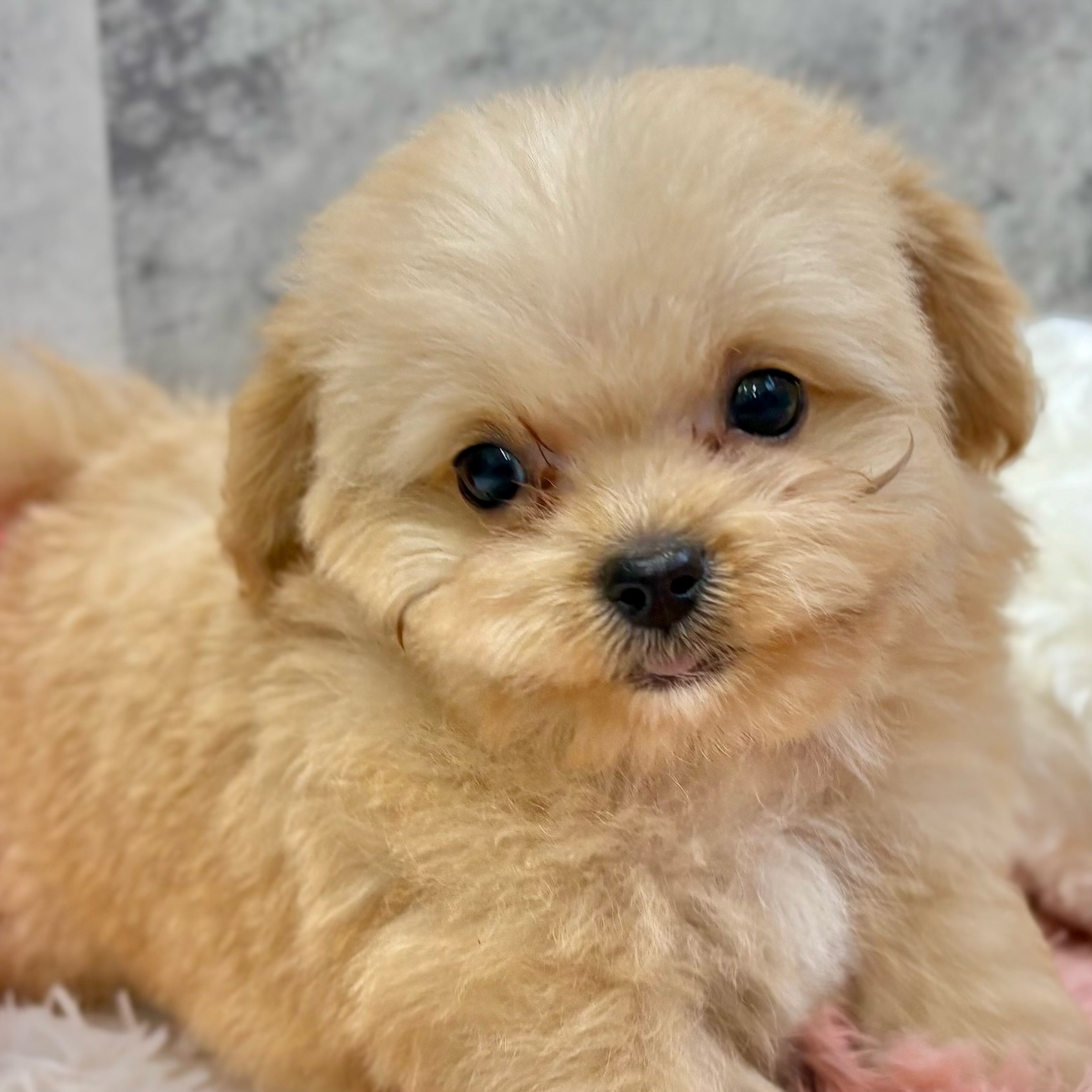福岡県のチワプー/プーチー(チワワ×プードル) (犬の家＆猫の里トリアス久山店/2025年8月31日生まれ/男の子/アプリコット)の子犬