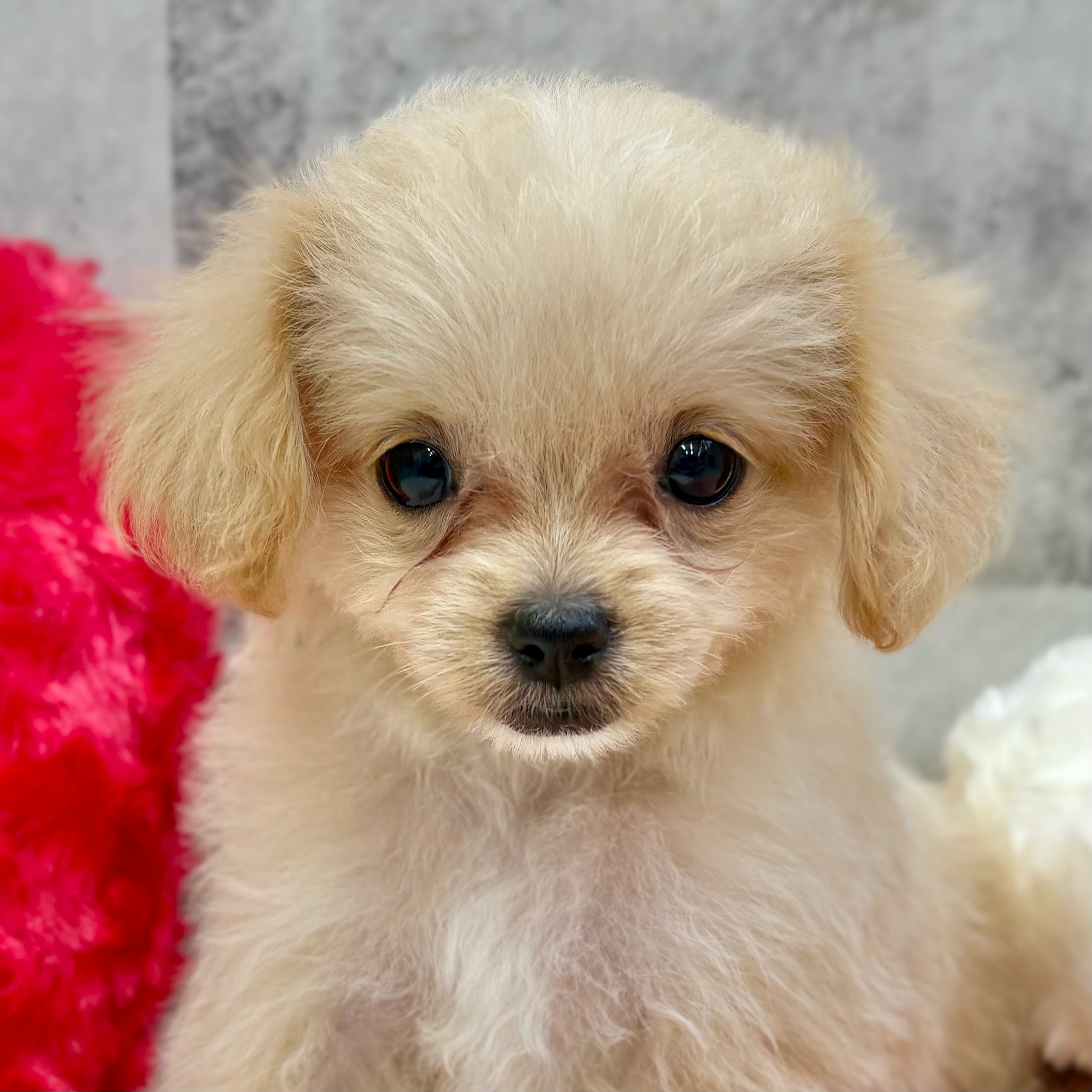 福岡県のチワプー/プーチー(チワワ×プードル) (犬の家&猫の里シュロアモール筑紫野店/2025年8月31日生まれ/女の子/クリームホワイト)の子犬