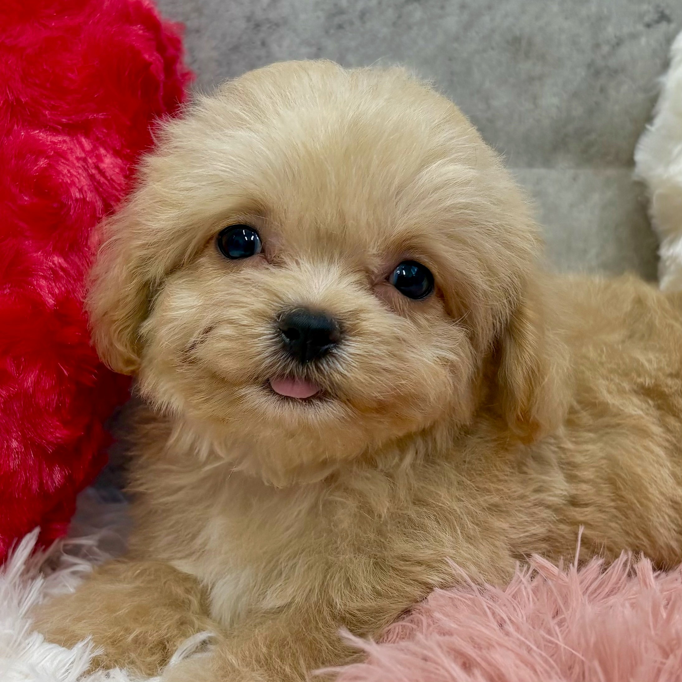 岐阜県のチワプー/プーチー(チワワ×プードル) (犬の家＆猫の里岐南店/2025年8月31日生まれ/男の子/アプリコット)の子犬の1枚目の画像