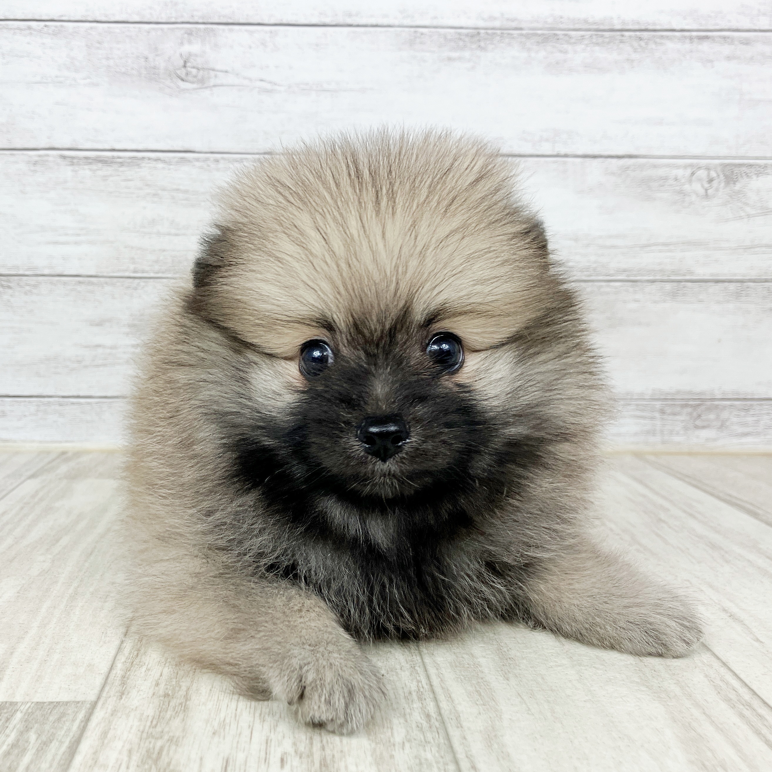 岡山県のポメラニアン (犬の家＆猫の里岡山店/2025年8月31日生まれ/男の子/ウルフセーブル)の子犬の2枚目の画像