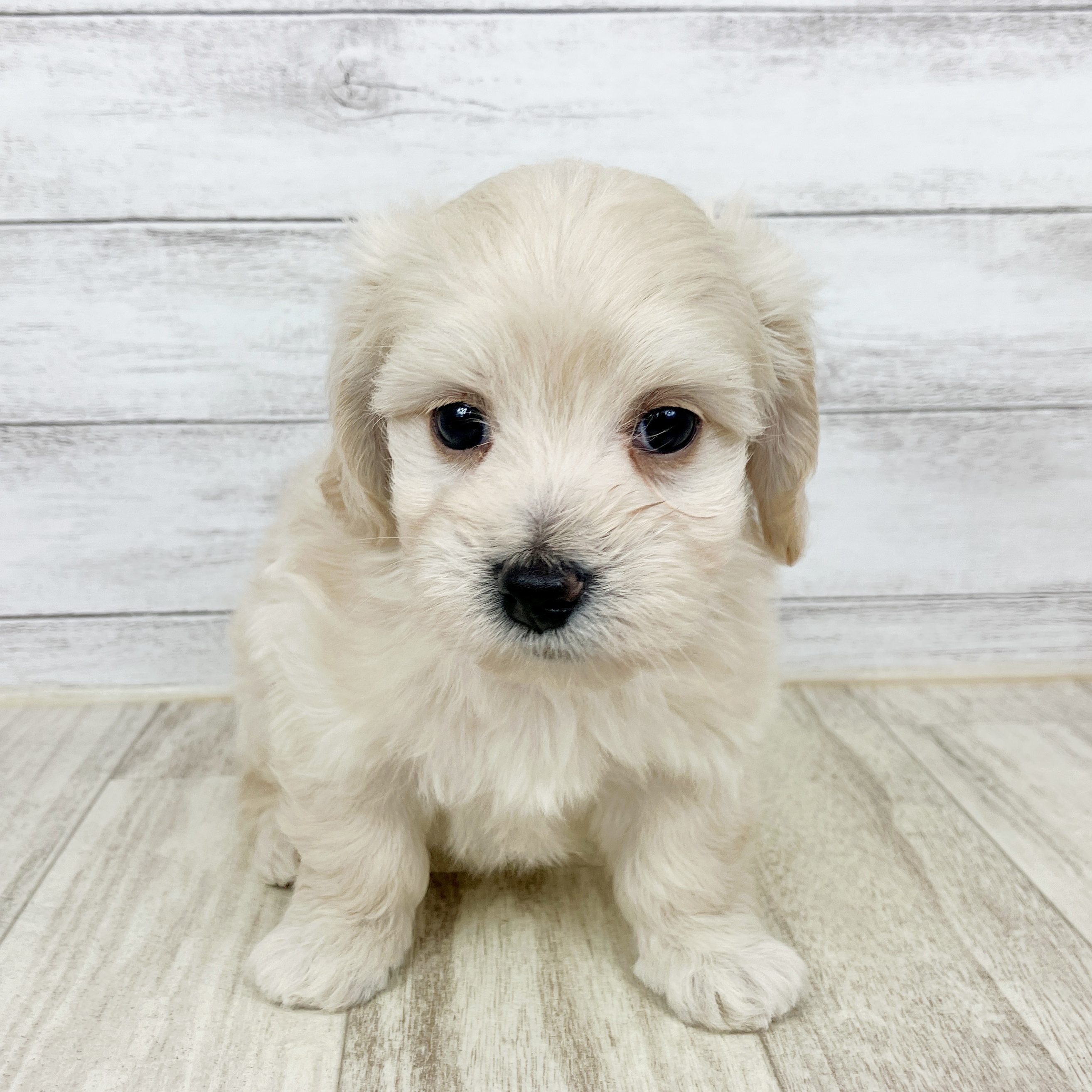 岡山県のマルックス(マルチーズ×ダックス) (犬の家＆猫の里倉敷店/2025年8月31日生まれ/男の子/ホワイト)の子犬