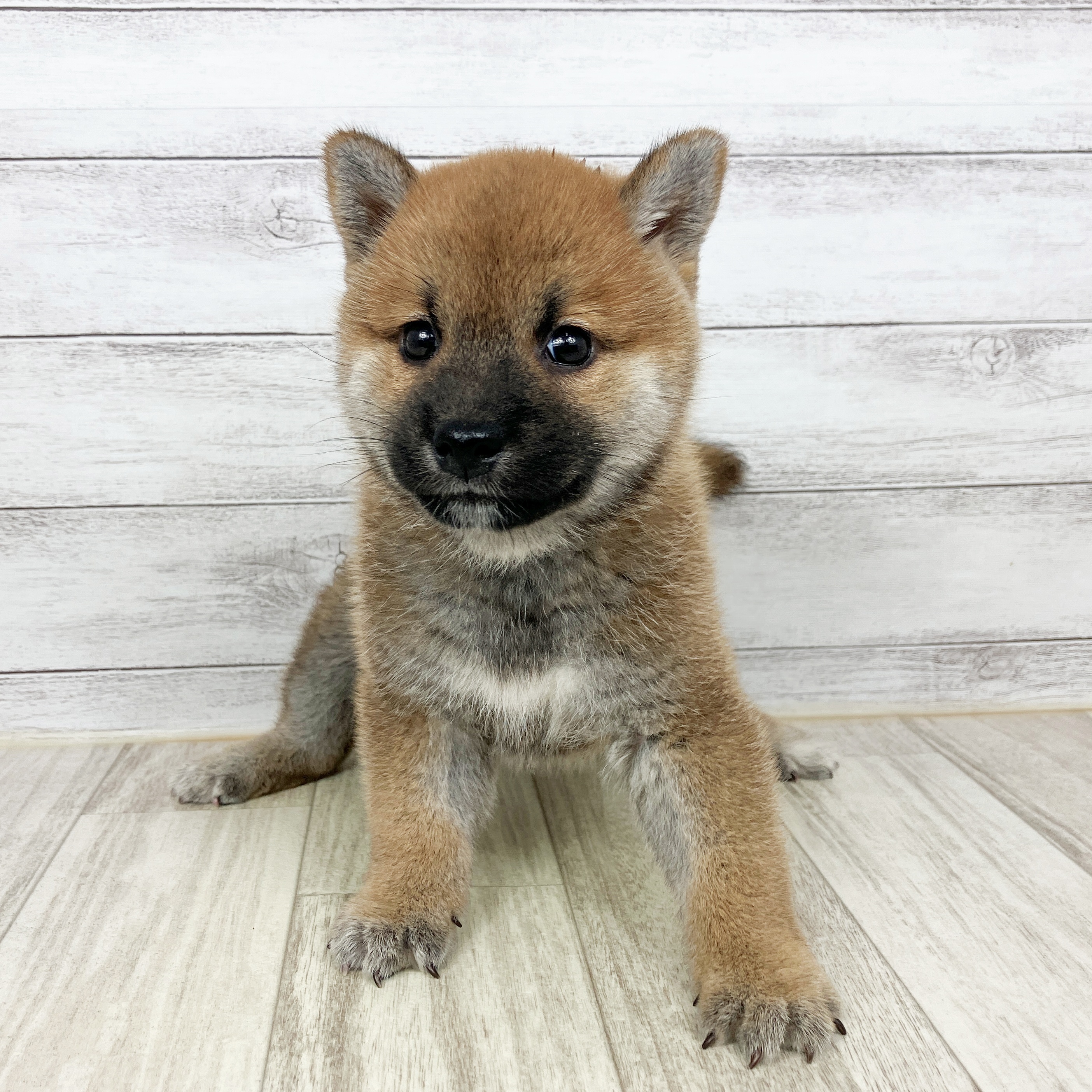 兵庫県の柴犬(標準サイズ) (犬の家＆猫の里川西店/2025年8月26日生まれ/男の子/赤)の子犬