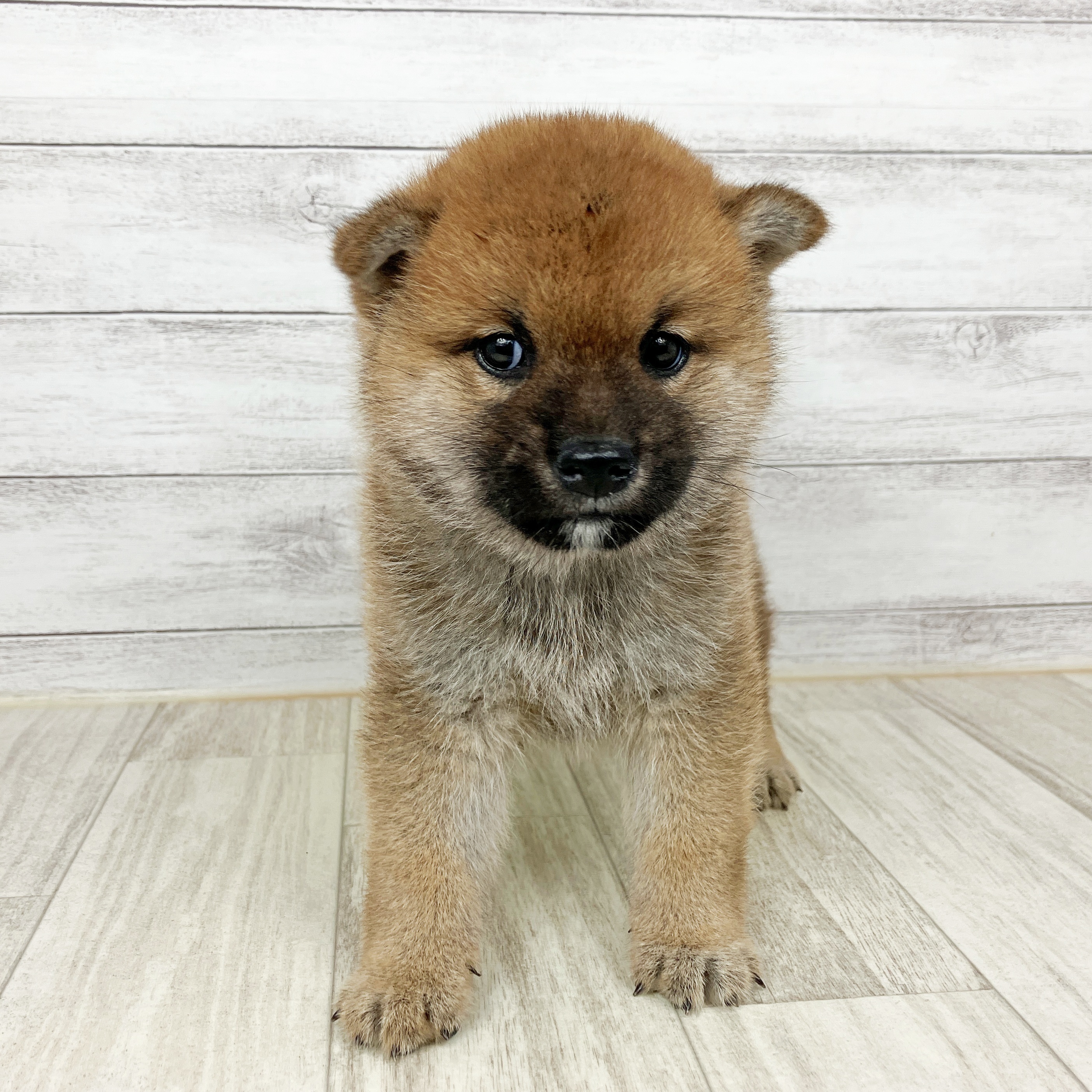 兵庫県の柴犬(標準サイズ) (犬の家＆猫の里川西店/2025年8月30日生まれ/男の子/赤)の子犬