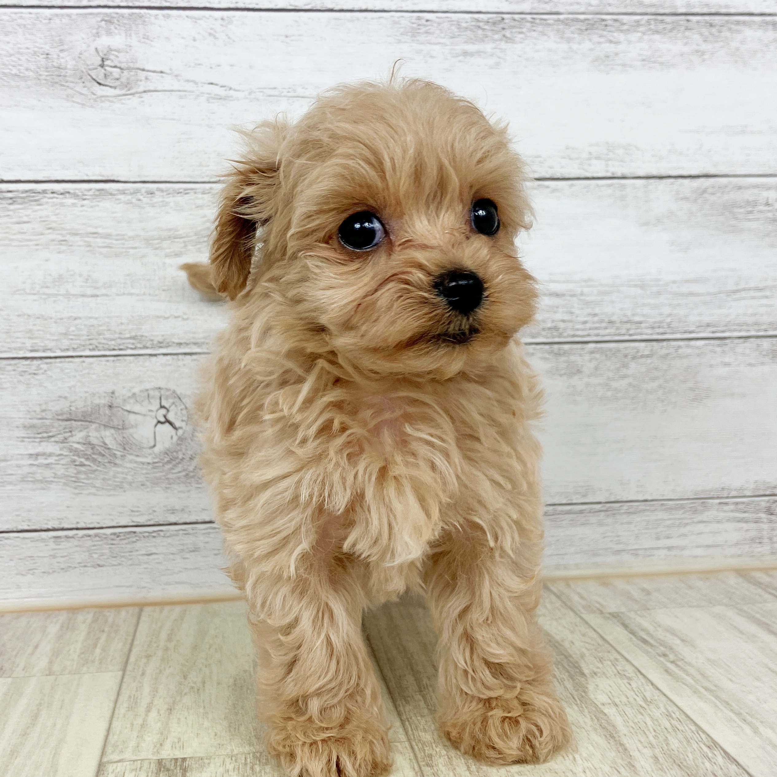 兵庫県のマルプー(マルチーズ×プードル) (犬の家＆猫の里川西店/2025年8月30日生まれ/女の子/アプリコット)の子犬