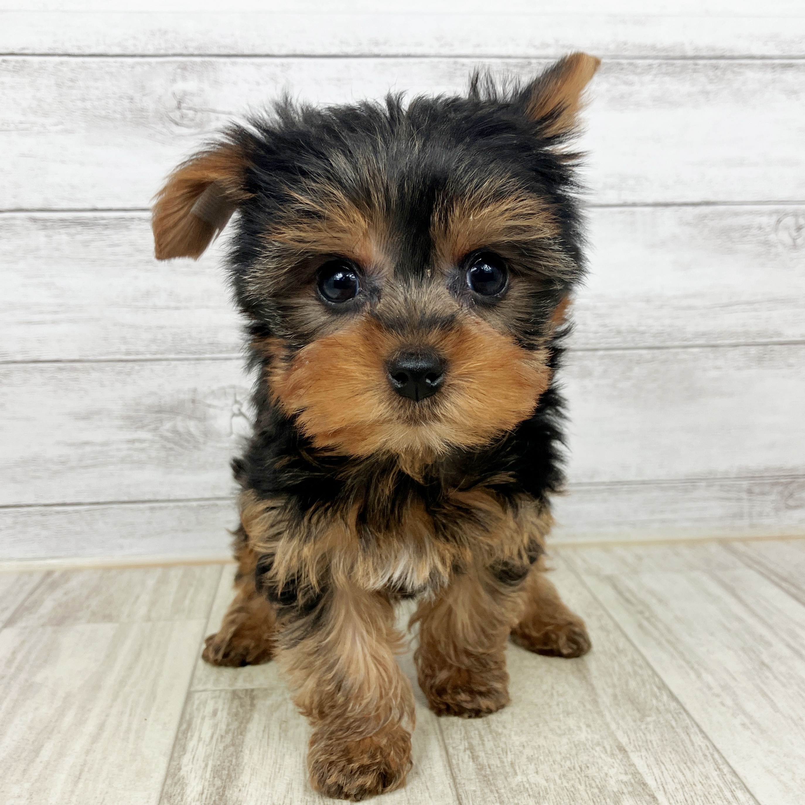 兵庫県のヨークシャーテリア (犬の家＆猫の里尼崎店/2025年8月30日生まれ/男の子/スチールブルータン)の子犬の2枚目の画像