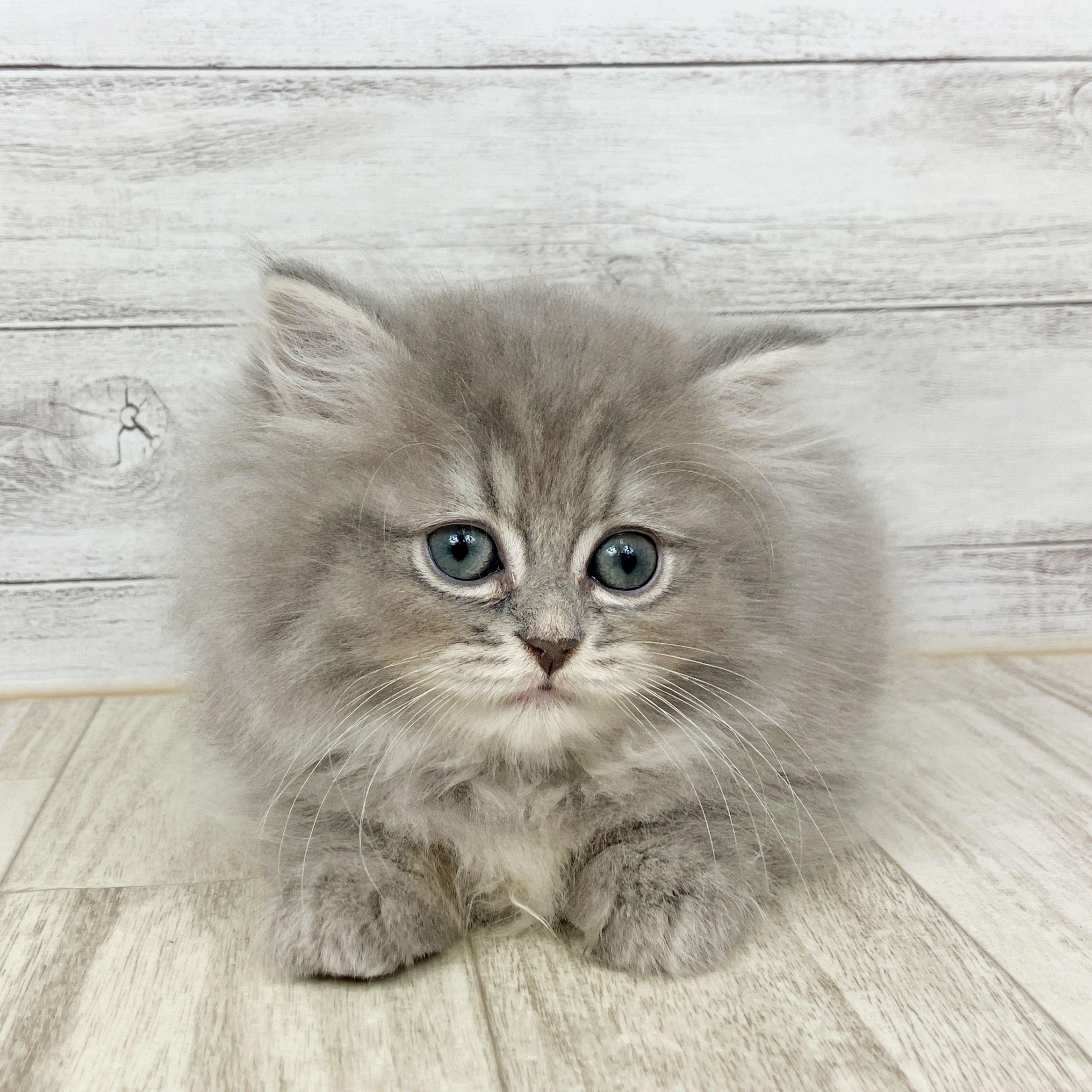 福岡県のミヌエット (犬の家＆猫の里トリアス久山店/2025年8月31日生まれ/男の子/ブルータビー)の子猫