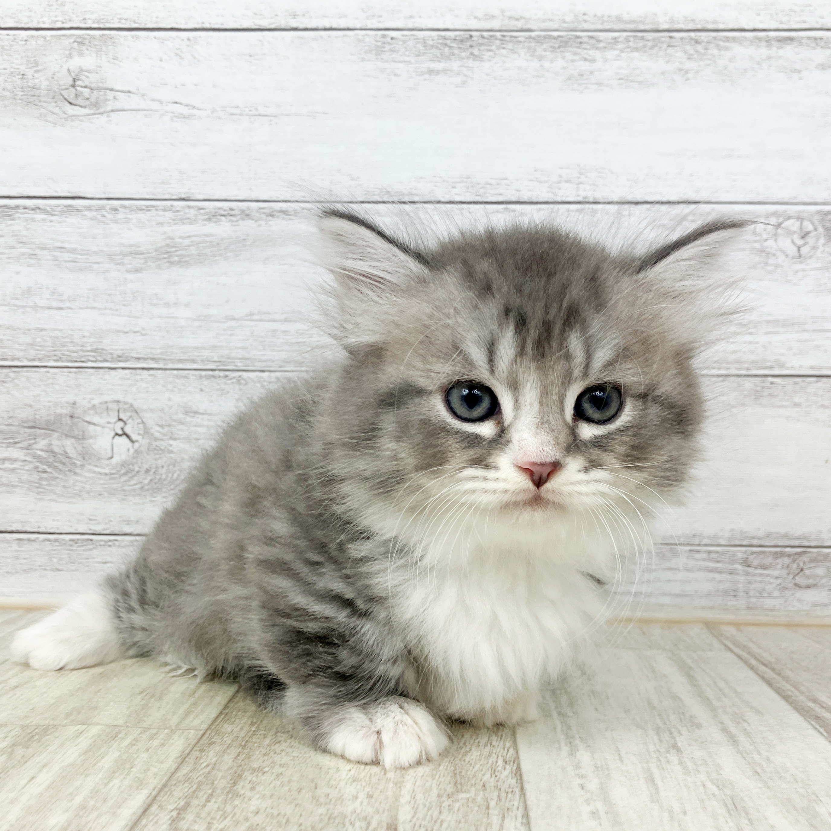 福岡県のミヌエット (犬の家＆猫の里シュロアモール筑紫野店/2025年8月31日生まれ/男の子/ブルーシルバータビーホワイト)の子猫