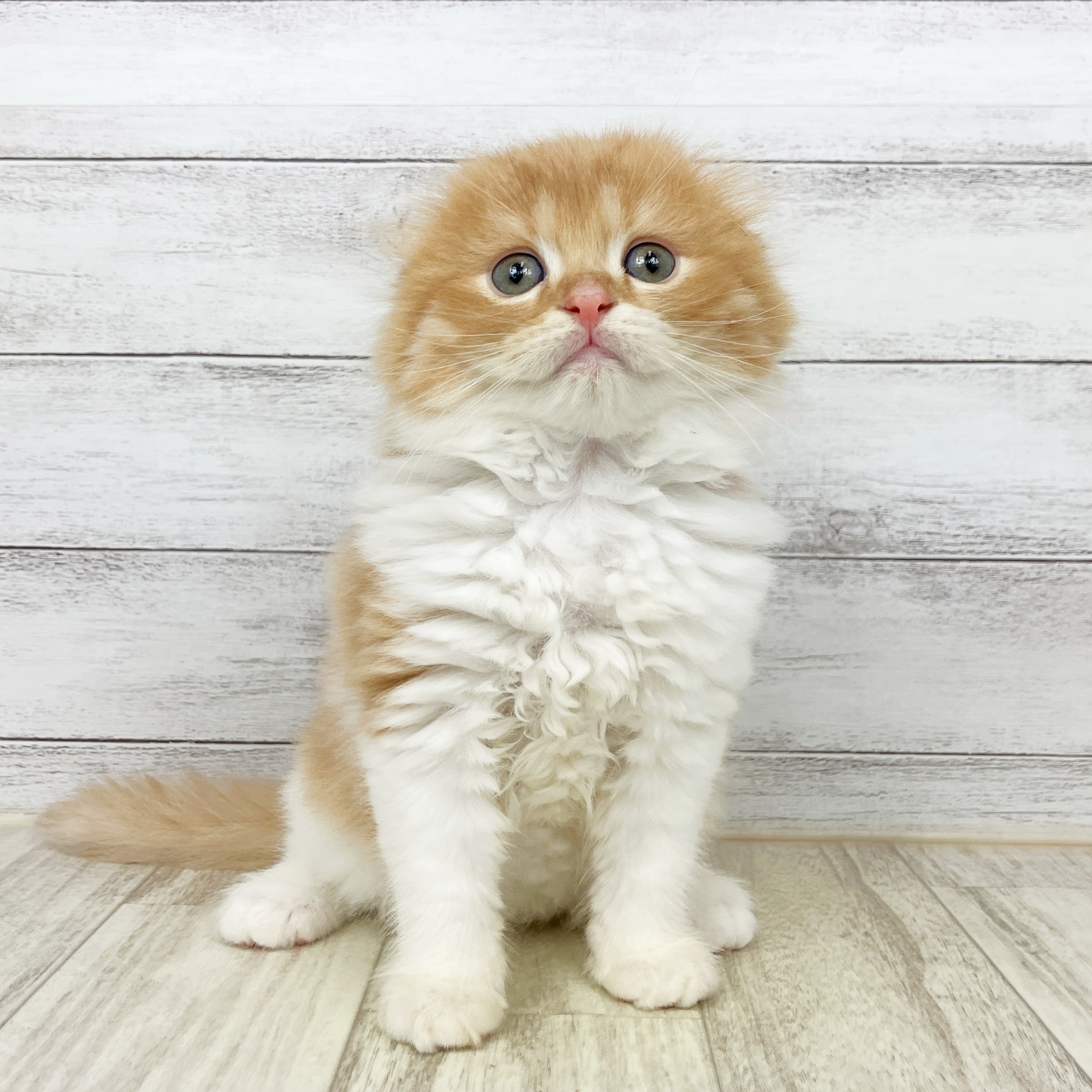 大阪府のスコティッシュフォールド (犬の家＆猫の里そよら東岸和田店/2025年8月30日生まれ/男の子/レッドタビーホワイト)の子猫