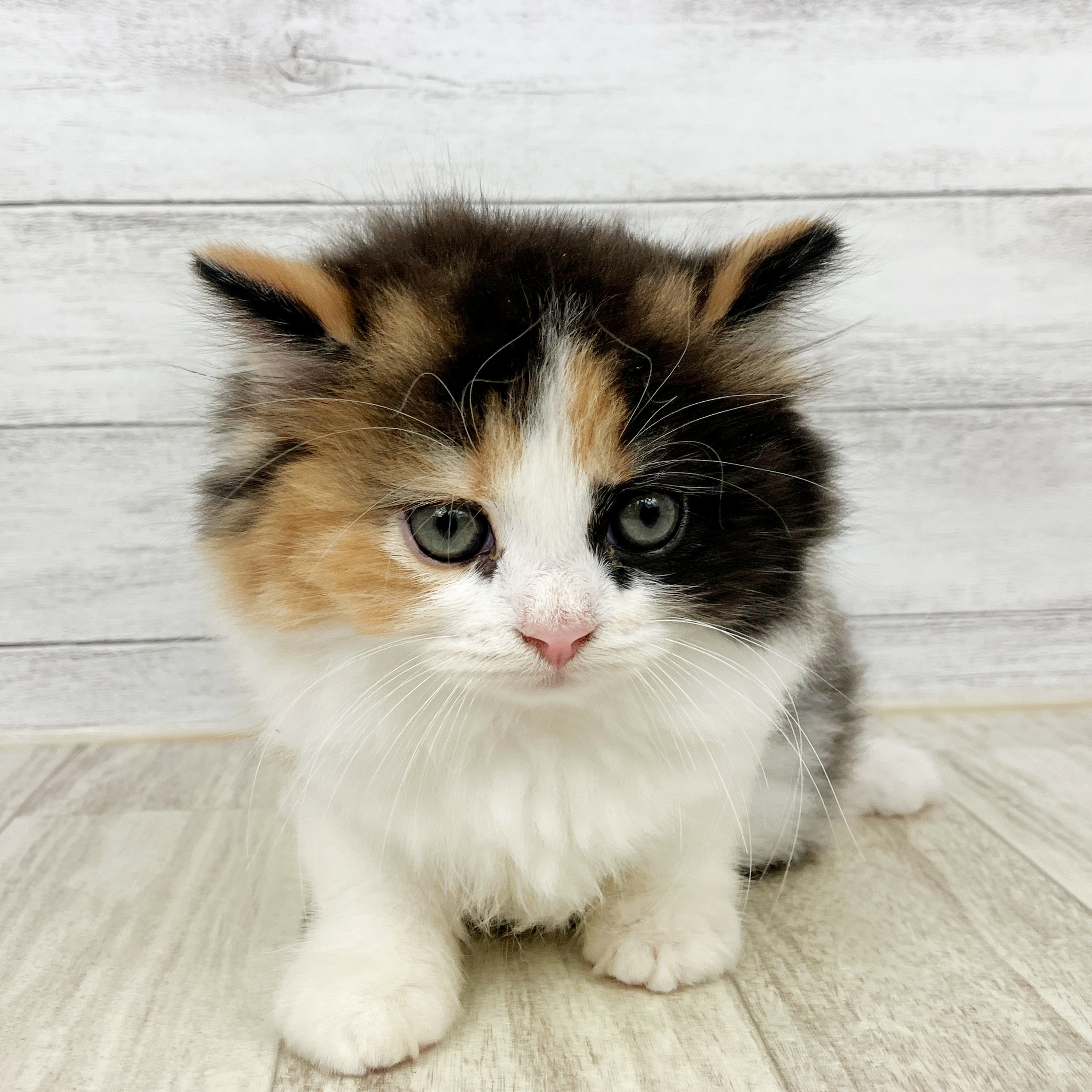 大阪府のスコティッシュストレート (犬の家＆猫の里もりのみやキューズモールBASE店/2025年8月30日生まれ/女の子/ブラウンパッチドタビーホワイト)の子猫の2枚目の画像