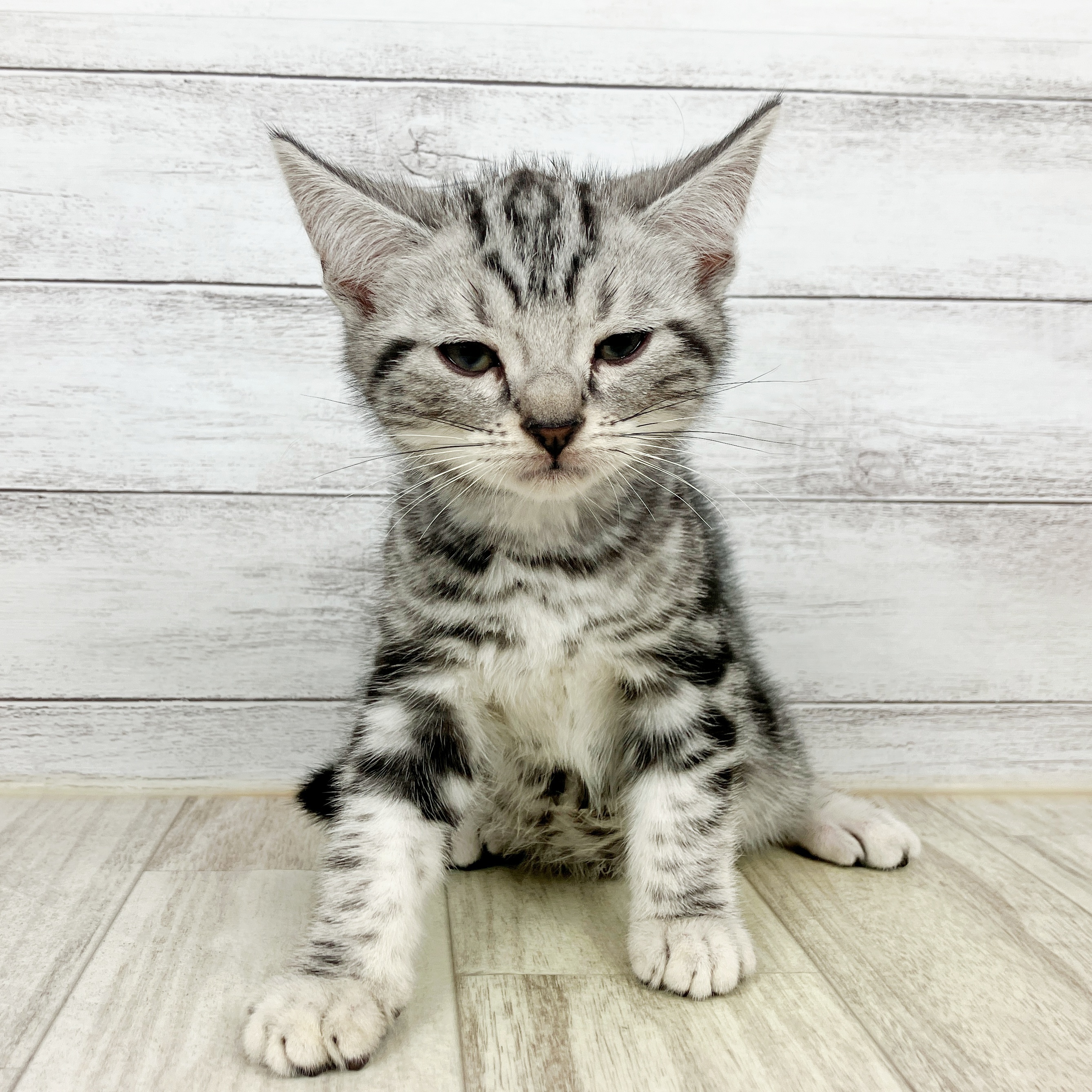 兵庫県のアメリカンショートヘアー (犬の家＆猫の里ゆめタウン姫路店/2025年8月24日生まれ/男の子/シルバータビー)の子猫の2枚目の画像
