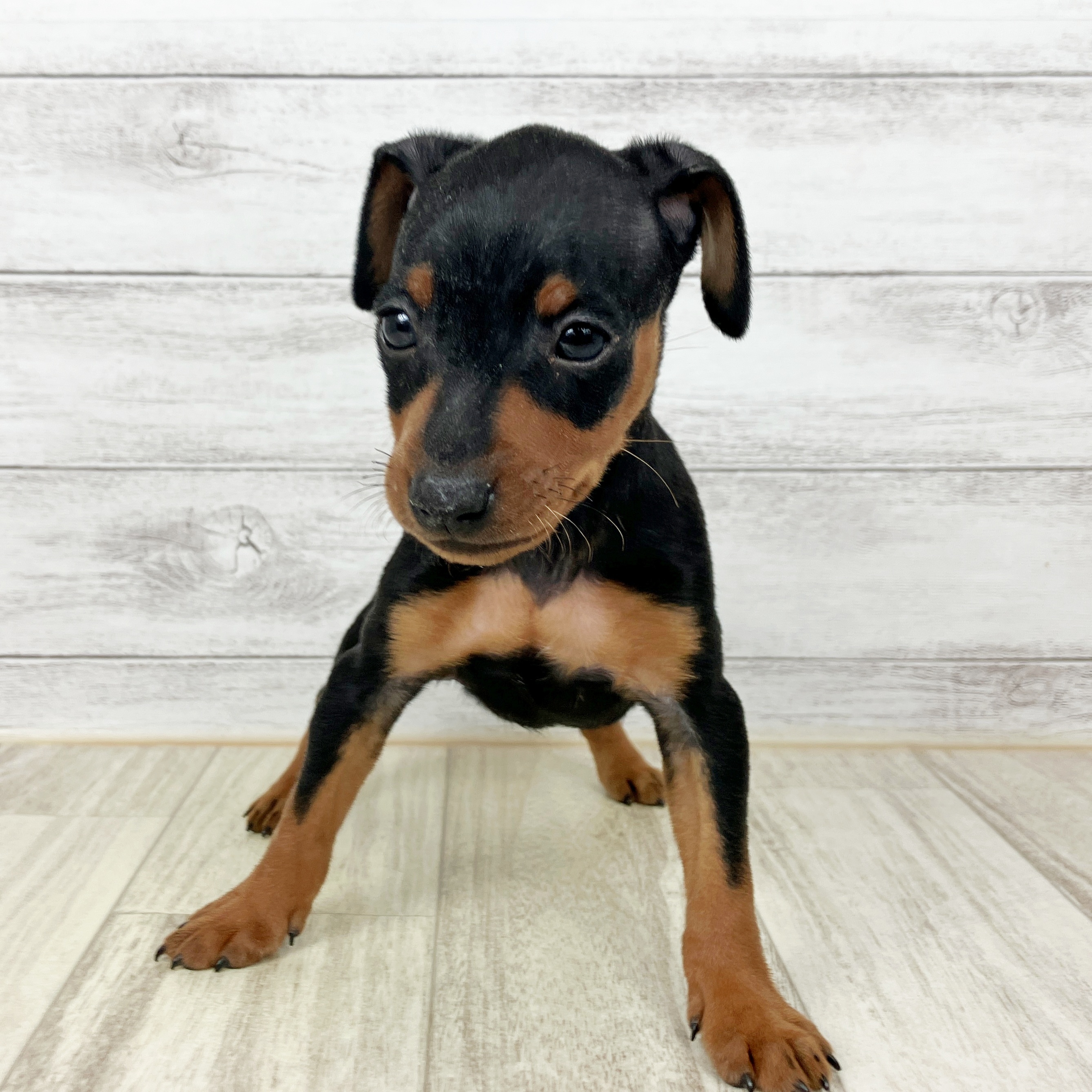 福岡県のミニチュアピンシャー (犬の家＆猫の里トリアス久山店/2025年8月30日生まれ/男の子/ブラックタン)の子犬