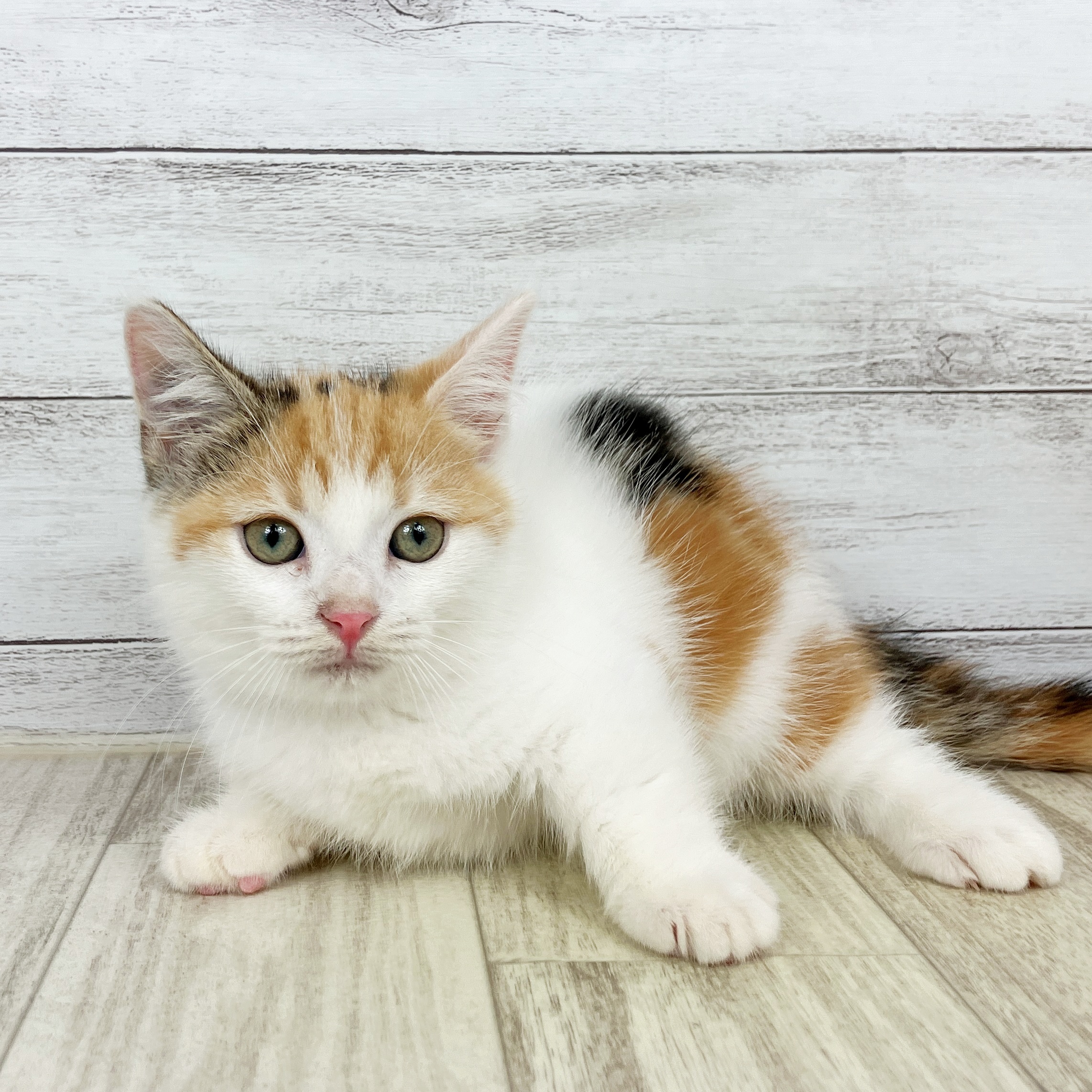 福岡県のマンチカン (犬の家＆猫の里トリアス久山店/2025年8月22日生まれ/女の子/キャリコ)の子猫