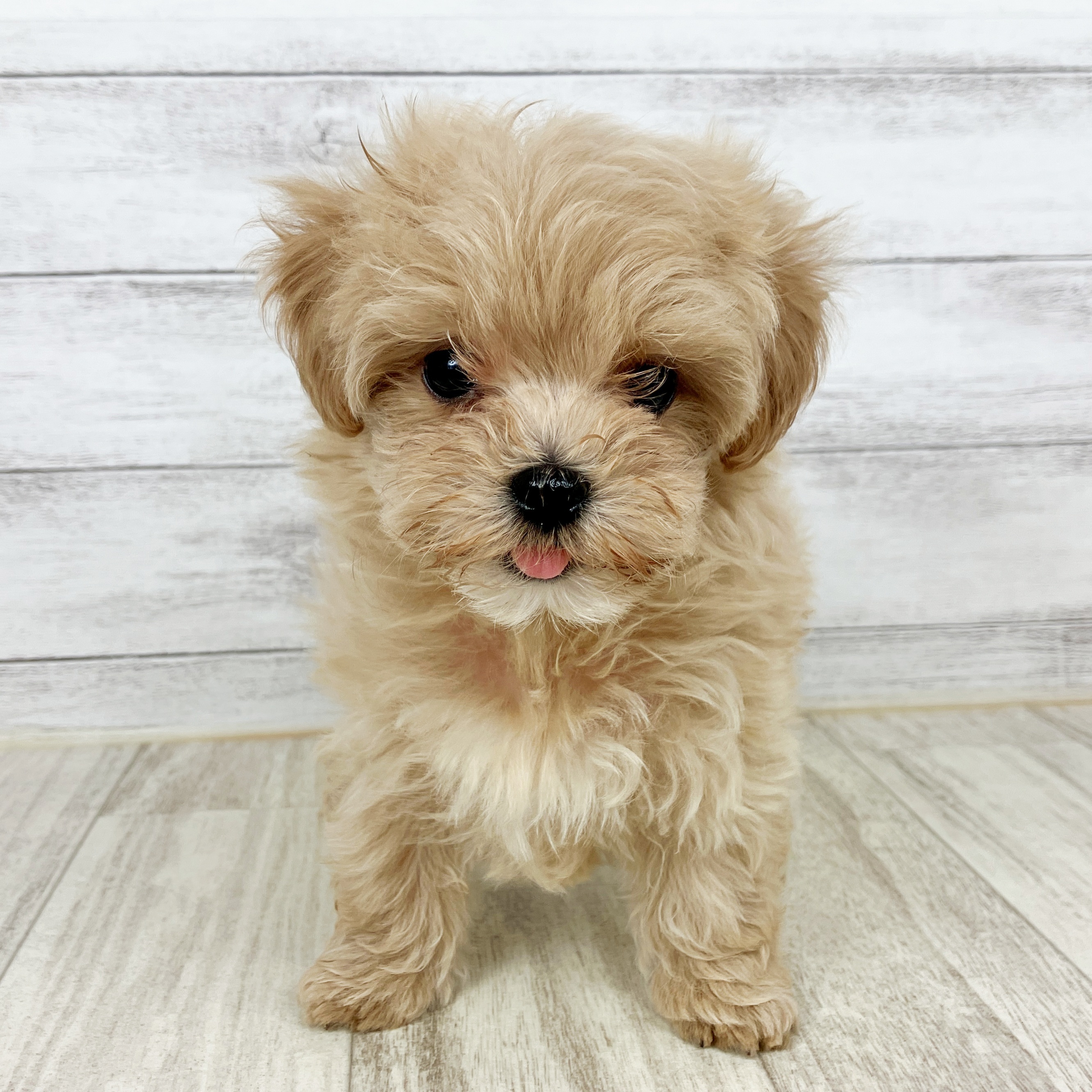 兵庫県のマルプー(マルチーズ×プードル) (犬の家＆猫の里川西店/2025年8月28日生まれ/女の子/アプリコット)の子犬