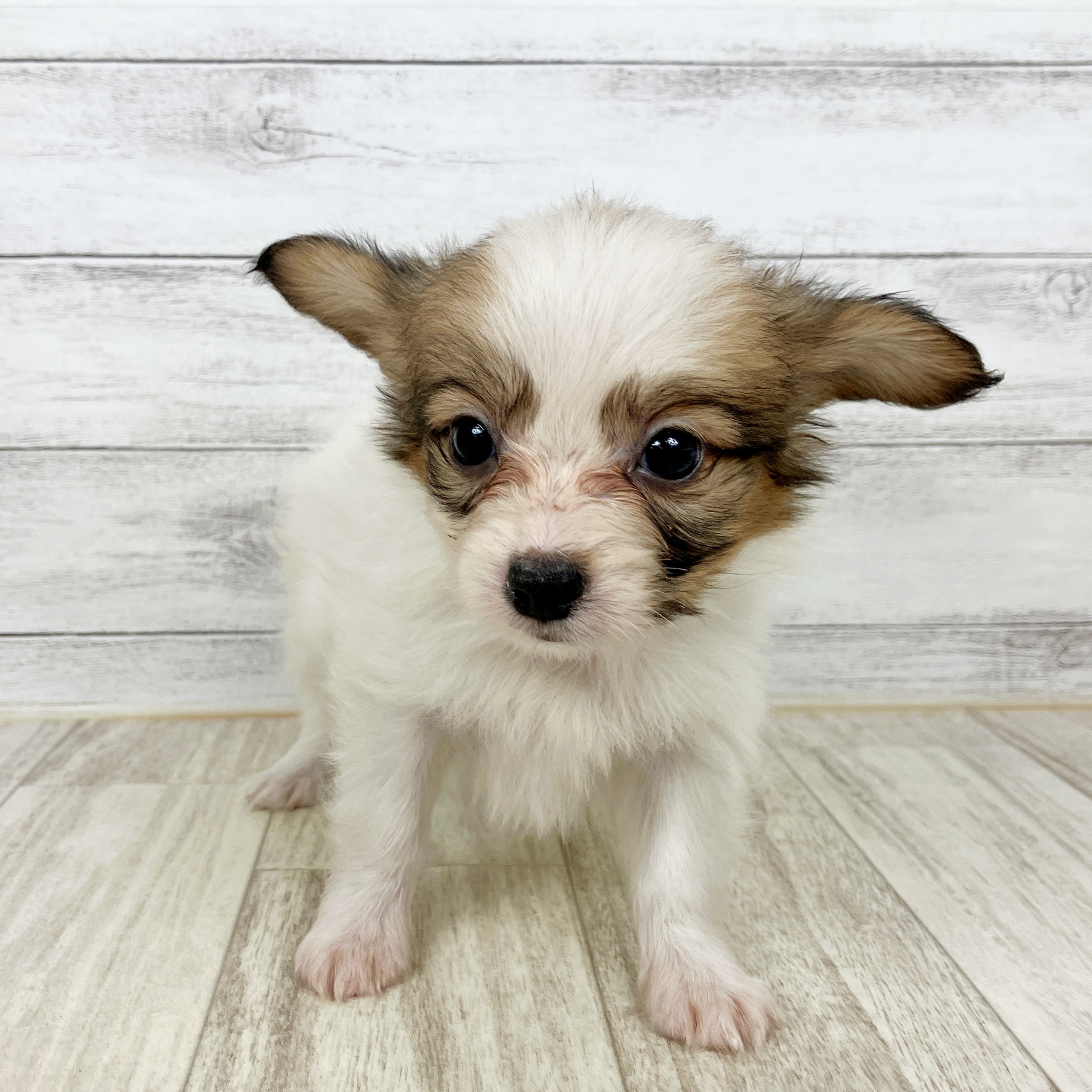 兵庫県のパピヨン (犬の家＆猫の里尼崎店/2025年8月31日生まれ/男の子/ホワイトブラウン)の子犬の2枚目の画像